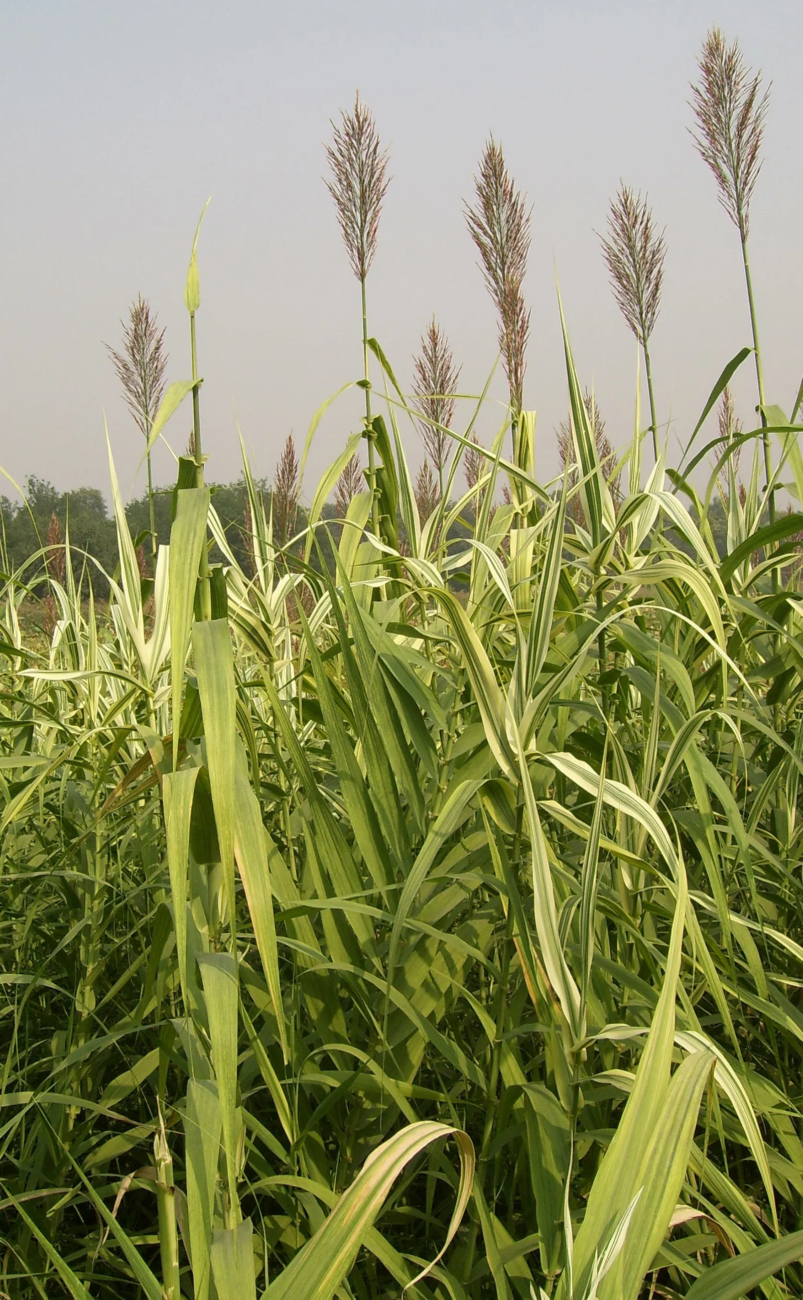 Giant Reed, Arundo Reed (Arundo Donax) — It's characterized by deep green