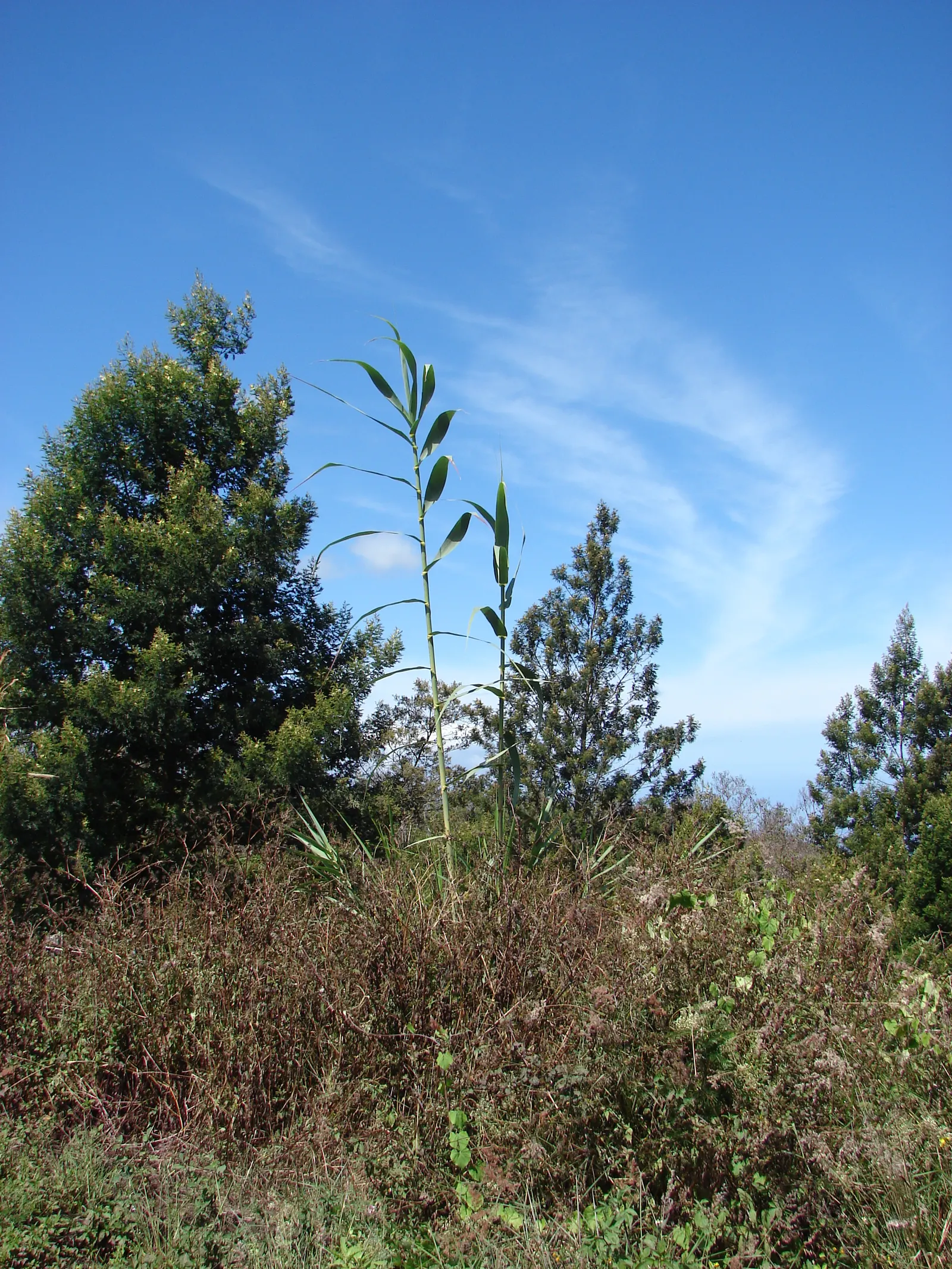 Giant Reed, Arundo Reed (Arundo Donax) — effortlessly becoming a focal point in spacious gardens and larger landscape designs