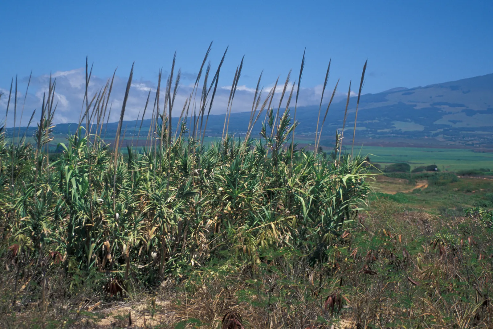 Giant Reed, Arundo Reed (Arundo Donax) — Arundo donax, commonly called Giant Reed, is a fast-growing perennial reaching up to 20 feet in height, image 76