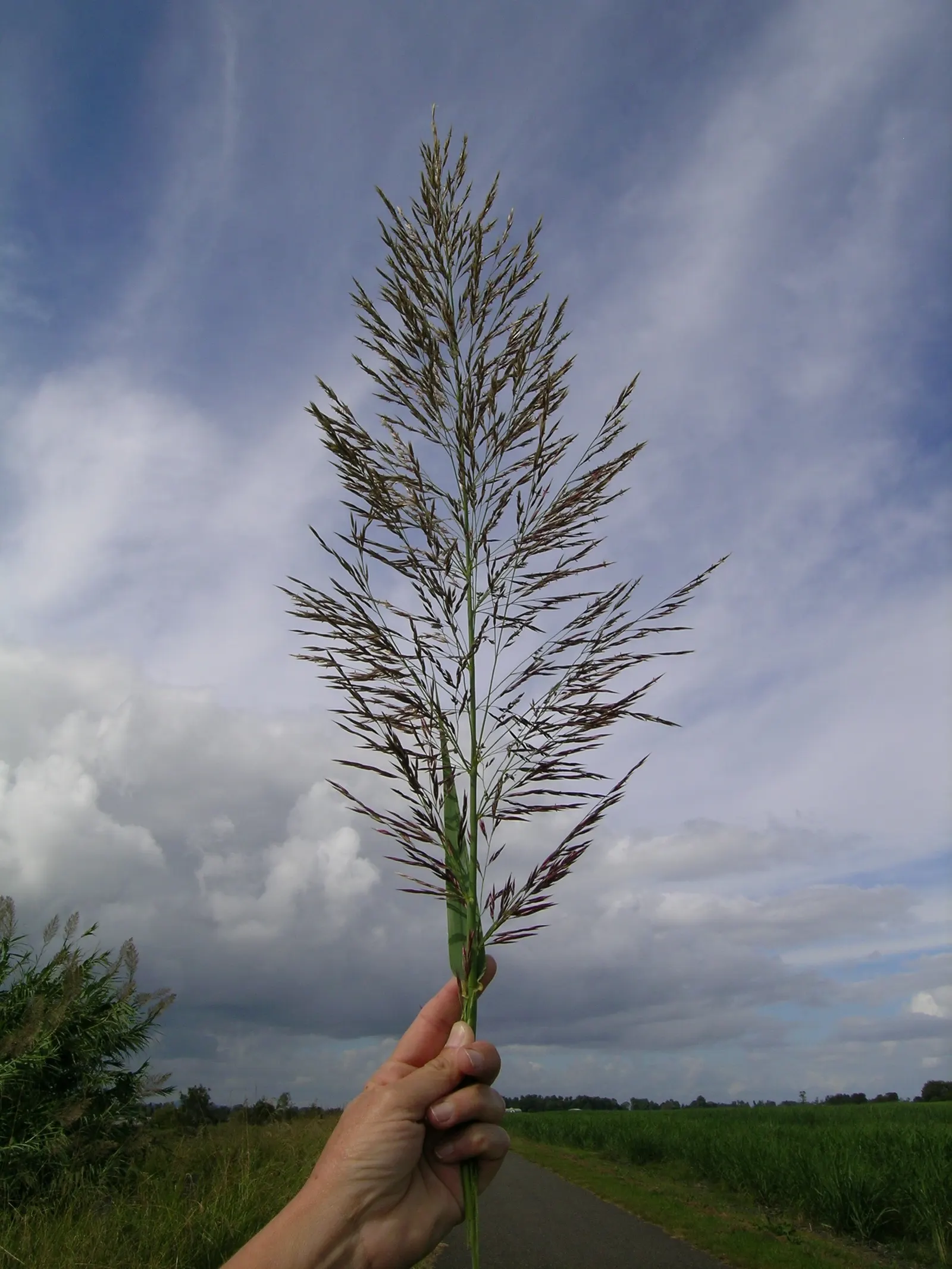 Giant Reed, Arundo Reed (Arundo Donax) — Note its invasive potential and consider responsible management practices; ornamental touch.<br><br>Adaptable to a