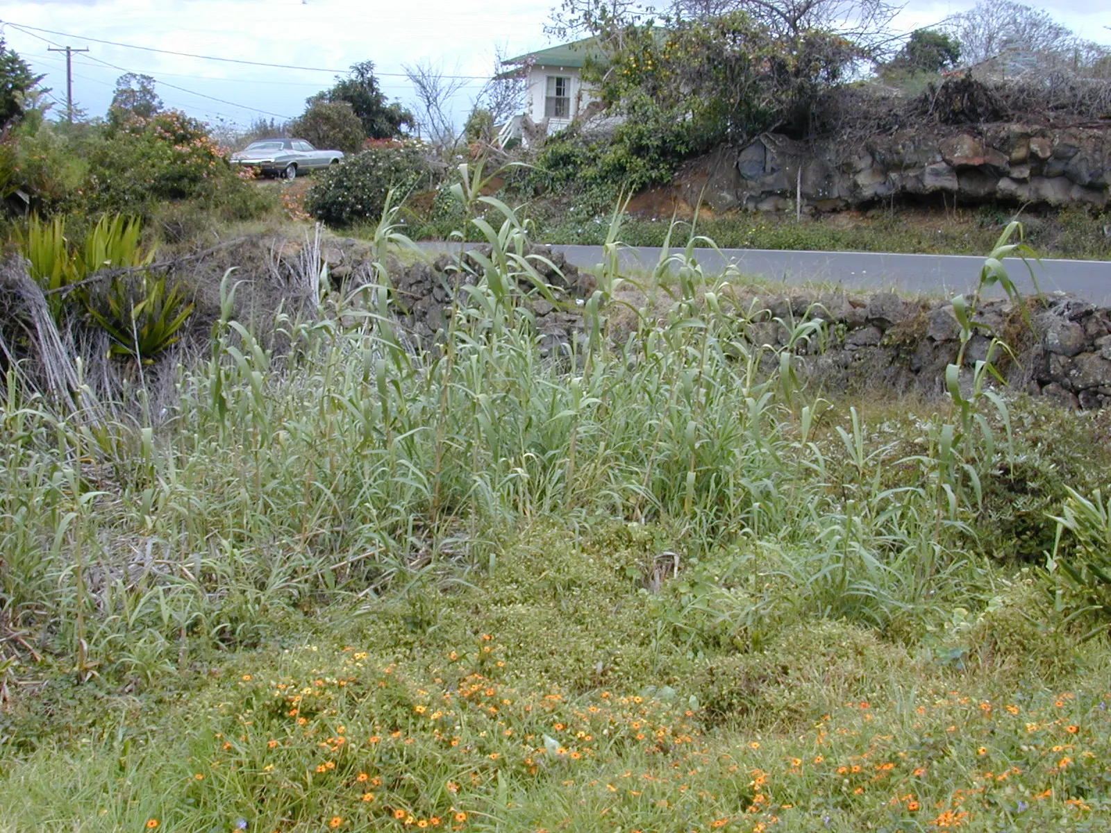 Giant Reed, Arundo Reed (Arundo Donax) — Full sun exposure is key to achieving its full growth potential; capable of withstanding brief periods of, image 67