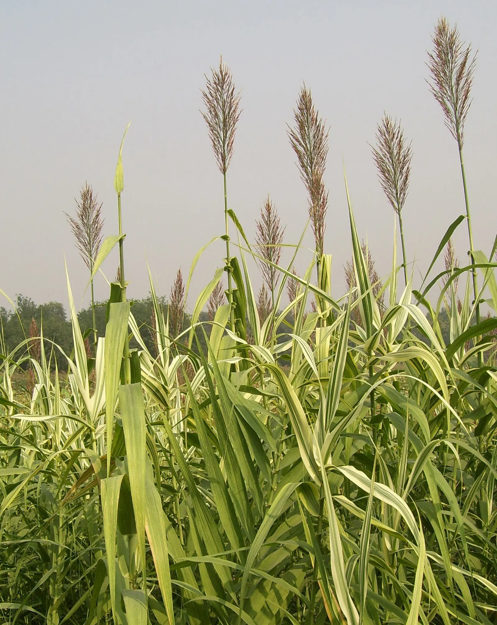 Giant Reed, Arundo Reed (Arundo Donax) — capable of withstanding brief periods of drought once established