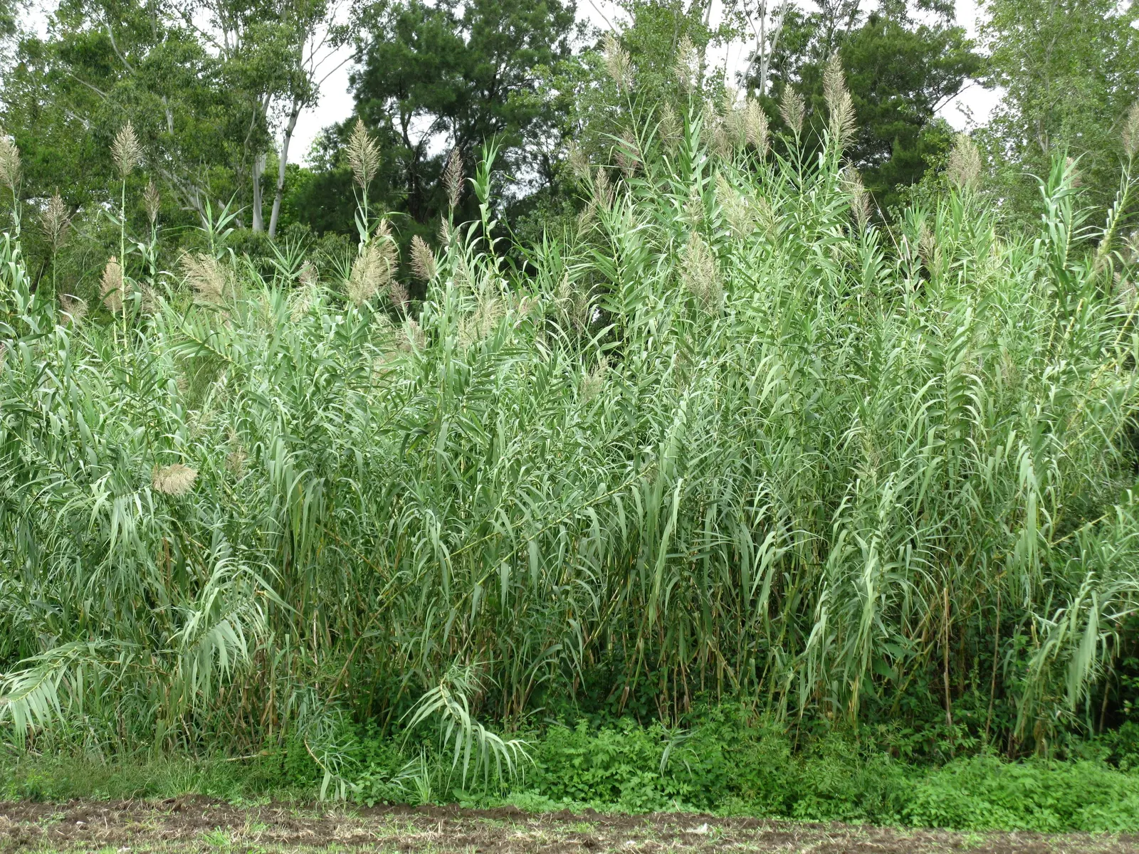 Giant Reed, Arundo Reed (Arundo Donax) — Full sun exposure is key to achieving its full growth potential