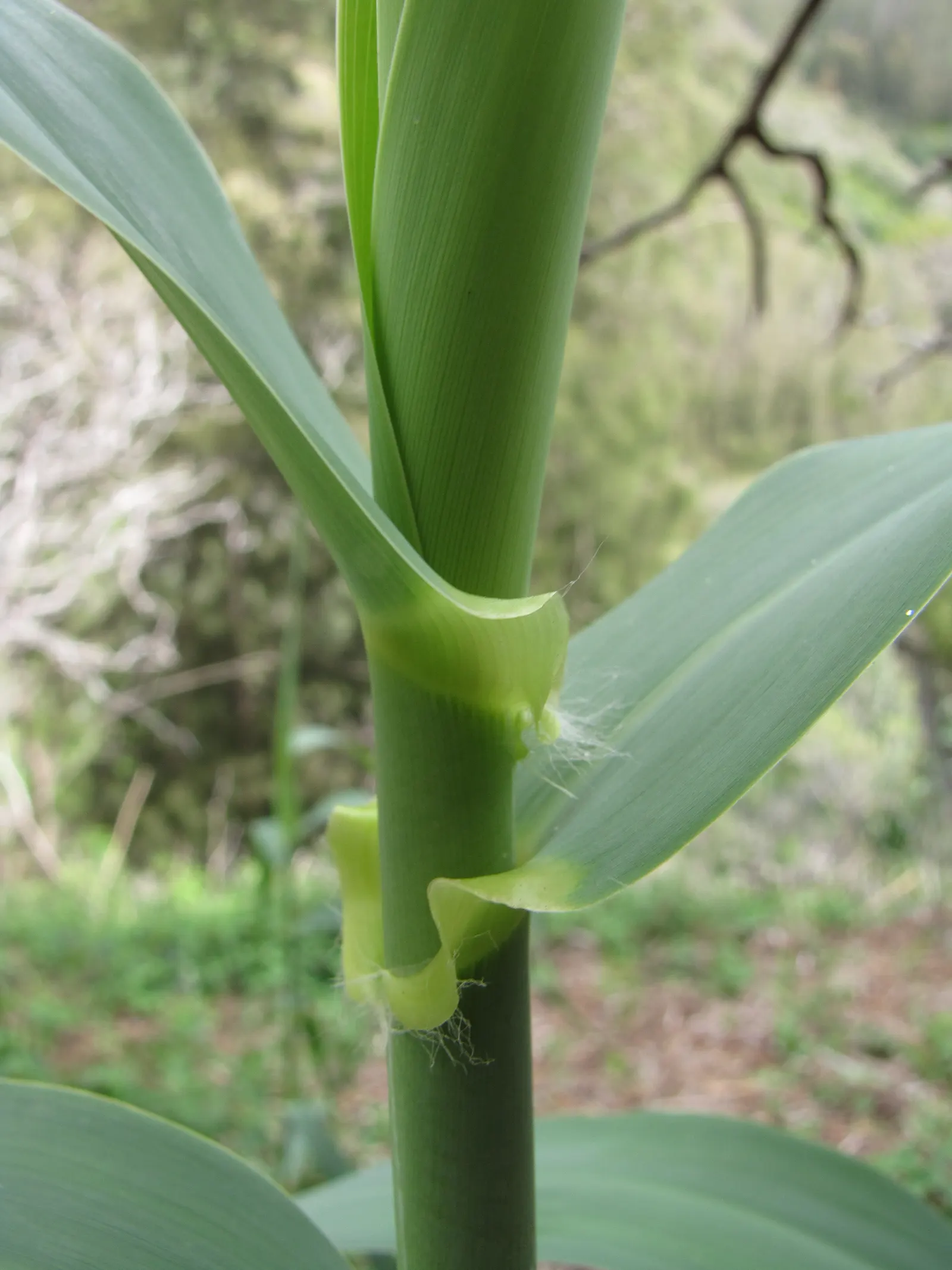 Giant Reed, Arundo Reed (Arundo Donax) — lanceolate leaves that can grow up to 2 feet long and about 2 to 3 inches wide; full sun exposure is key to achieving