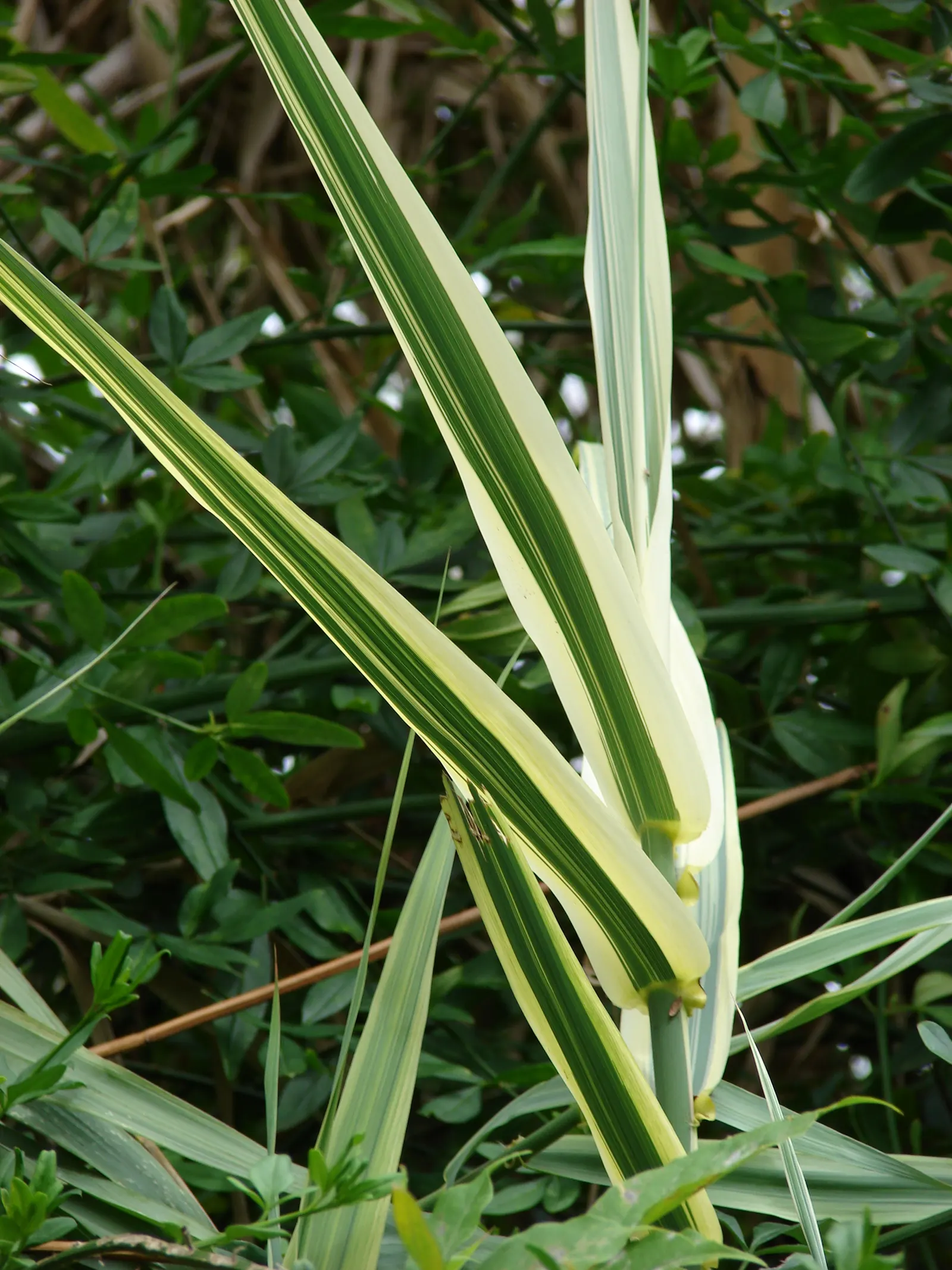 Giant Reed, Arundo Reed (Arundo Donax) — silver-green plumes develop