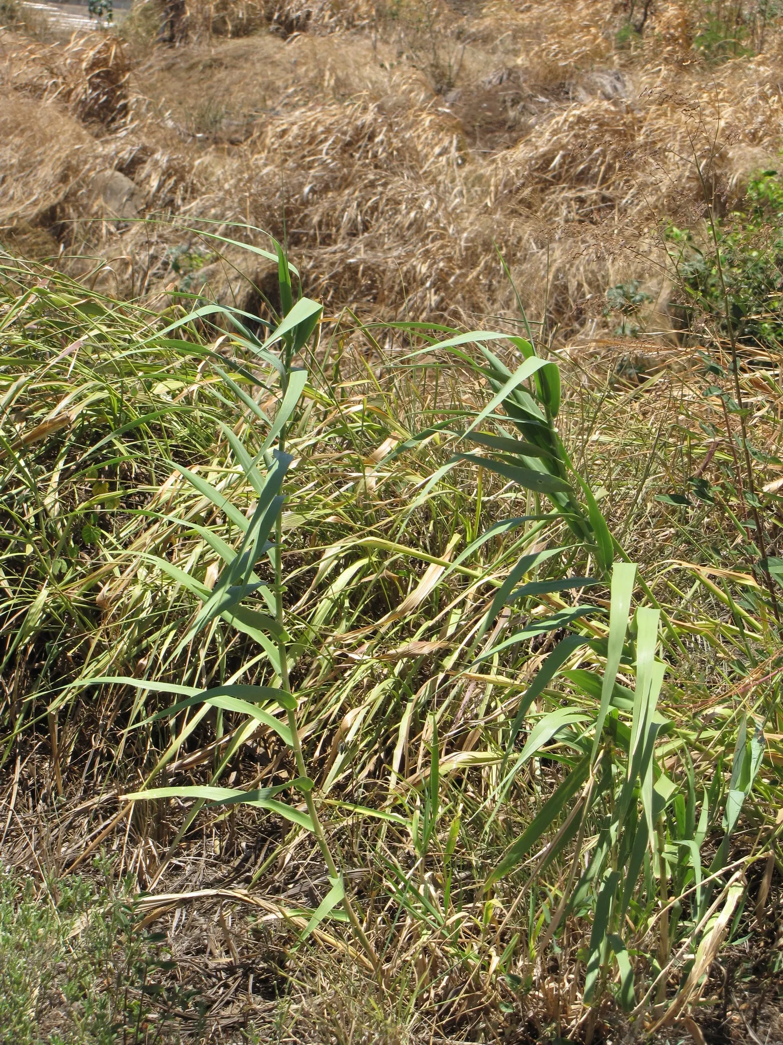 Giant Reed, Arundo Reed (Arundo Donax) — capable of withstanding brief periods of drought once established; it's characterized by deep green