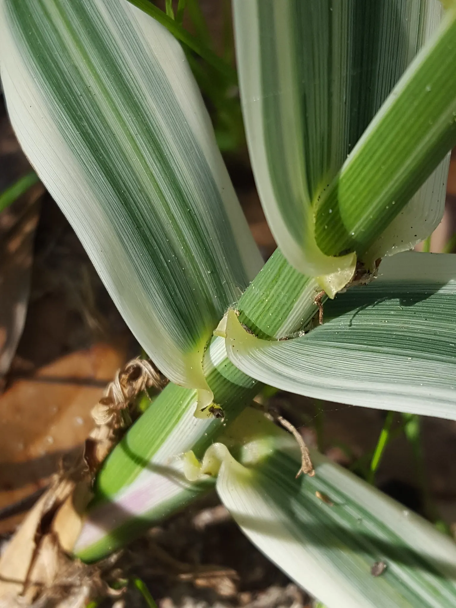 Giant Reed, Arundo Reed (Arundo Donax) — Full sun exposure is key to achieving its full growth potential; capable of withstanding brief periods of drought once