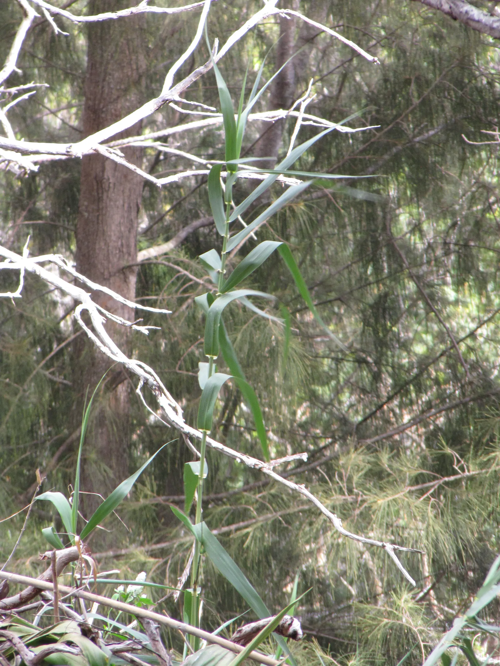 Giant Reed, Arundo Reed (Arundo Donax) — potentially reaching over 1 foot in length