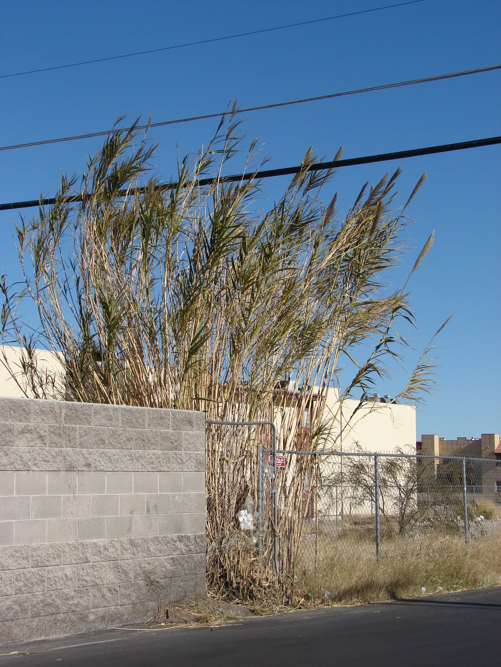 Giant Reed, Arundo Reed (Arundo Donax) — this reed thrives in full sun and moist soil; grass for full or half, image 54