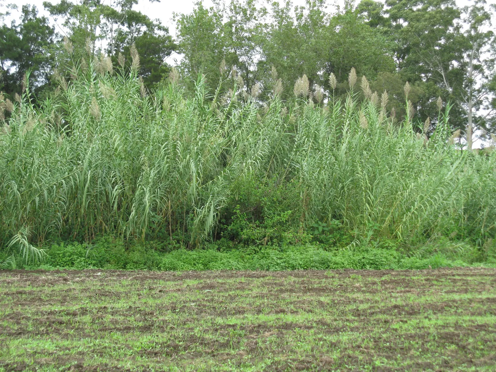 Giant Reed, Arundo Reed (Arundo Donax) — grass for full or half