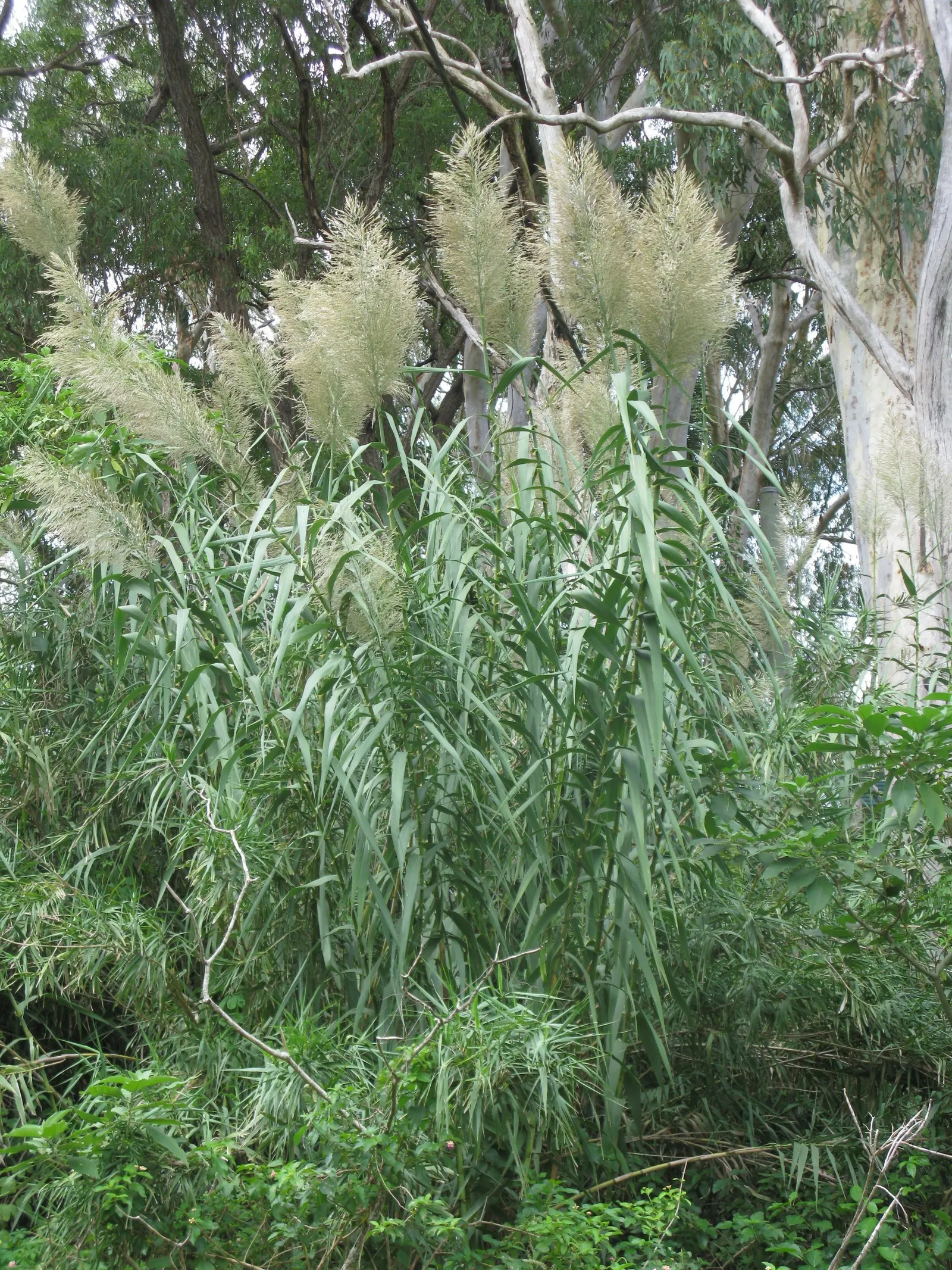 Giant Reed, Arundo Reed (Arundo Donax) — Arundo donax provides a Mediterranean or tropical ambiance