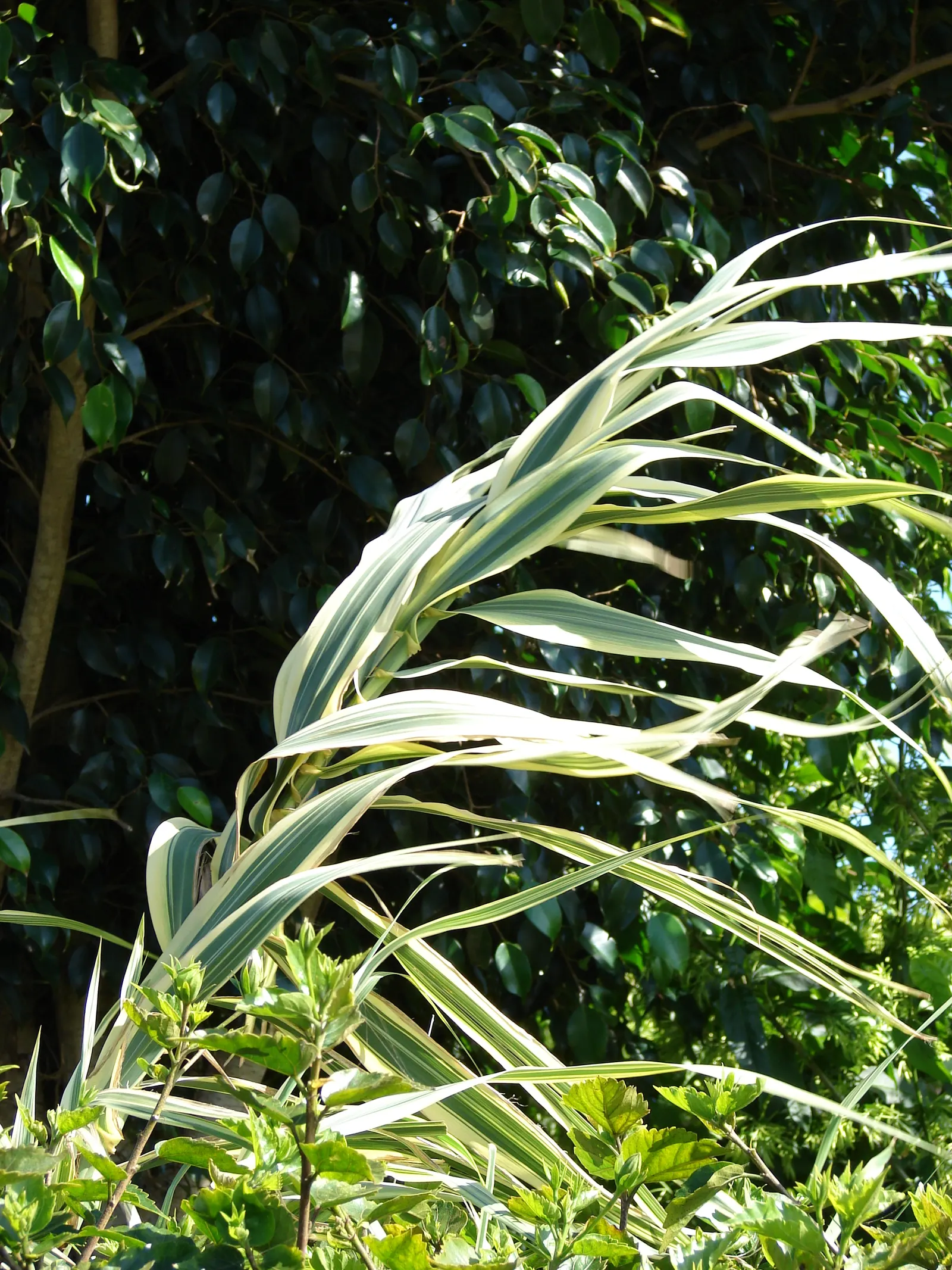 Giant Reed, Arundo Reed (Arundo Donax) — It's characterized by deep green; lanceolate leaves that can grow up to 2 feet long and about 2 to 3, image 59
