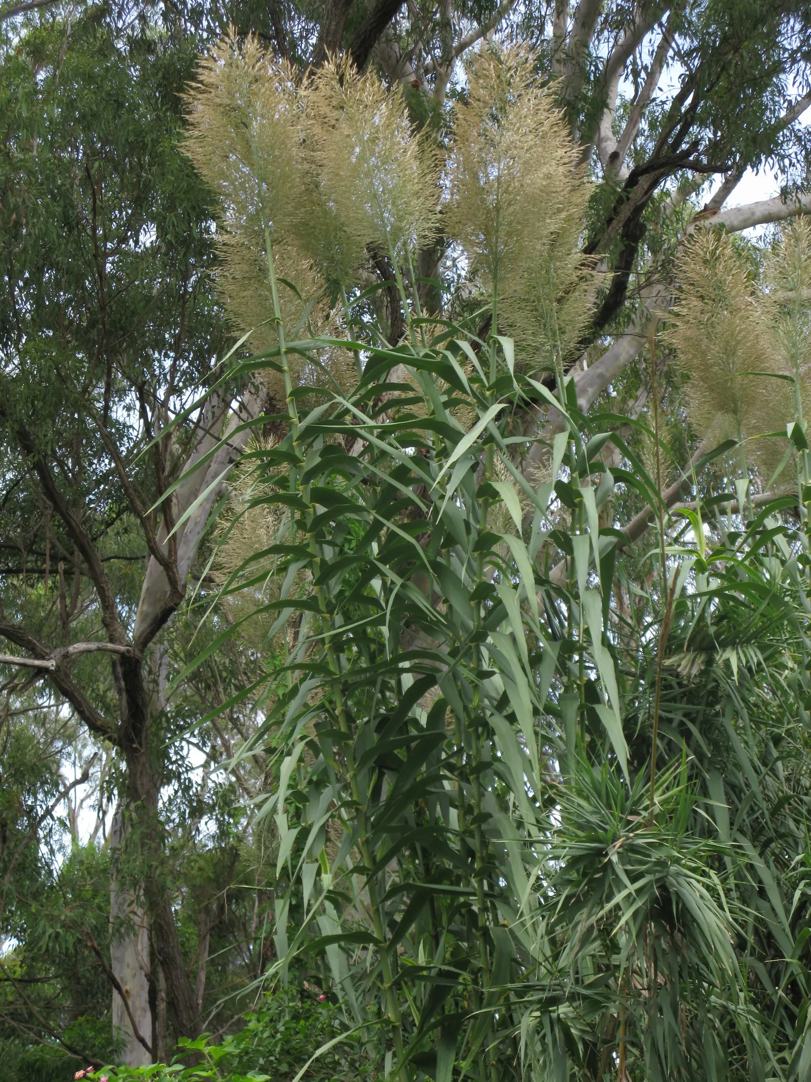 Giant Reed, Arundo Reed (Arundo Donax) — this reed thrives in full sun and moist soil