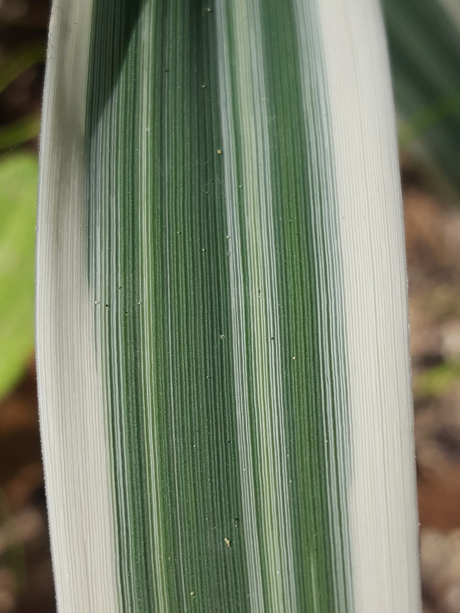 Giant Reed, Arundo Reed (Arundo Donax) — grass for full or half; effortlessly becoming a focal point in spacious gardens and larger landscape designs