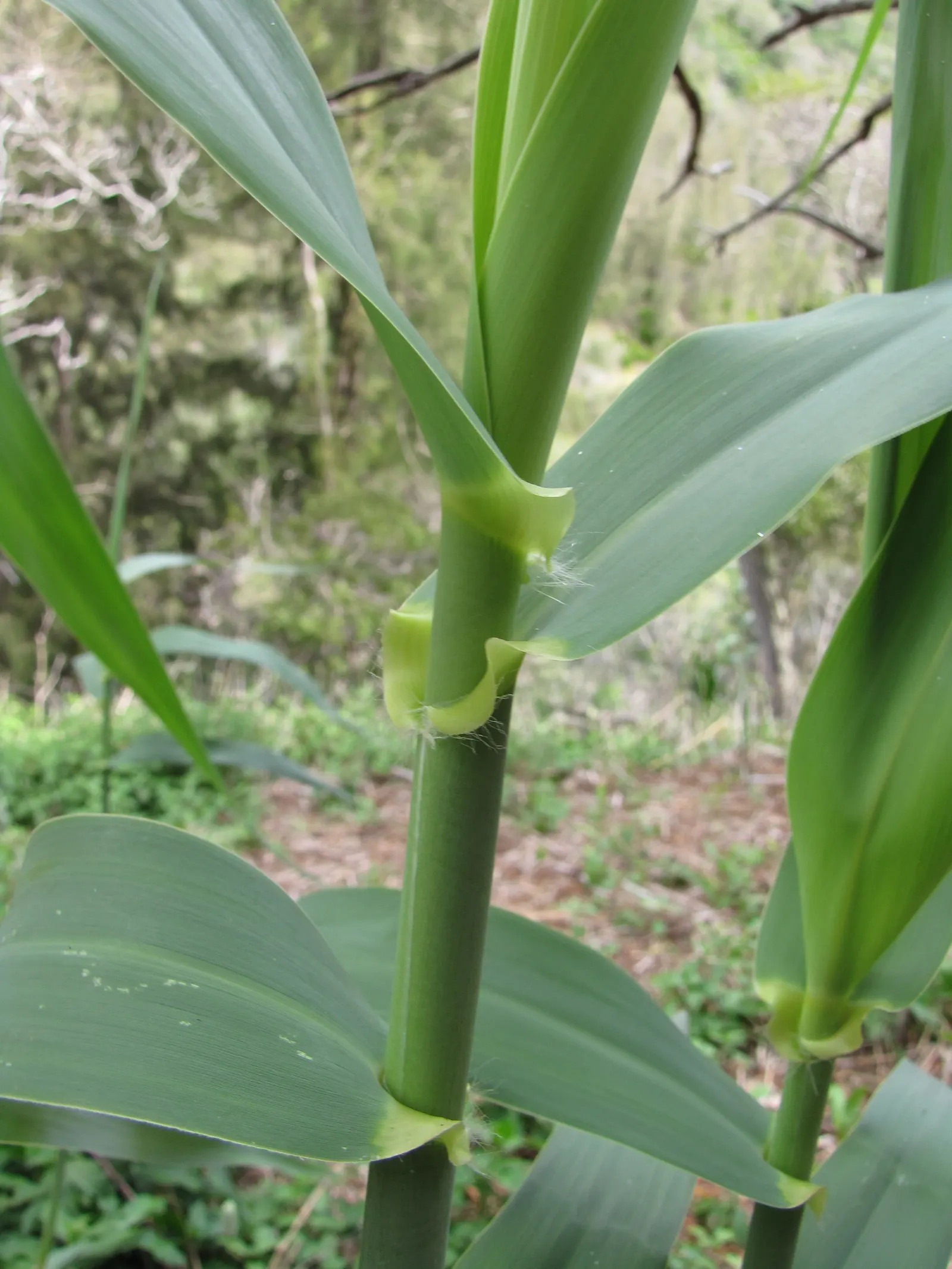Giant Reed, Arundo Reed (Arundo Donax) — effortlessly becoming a focal point in spacious gardens and larger landscape designs; arundo donax, commonly called