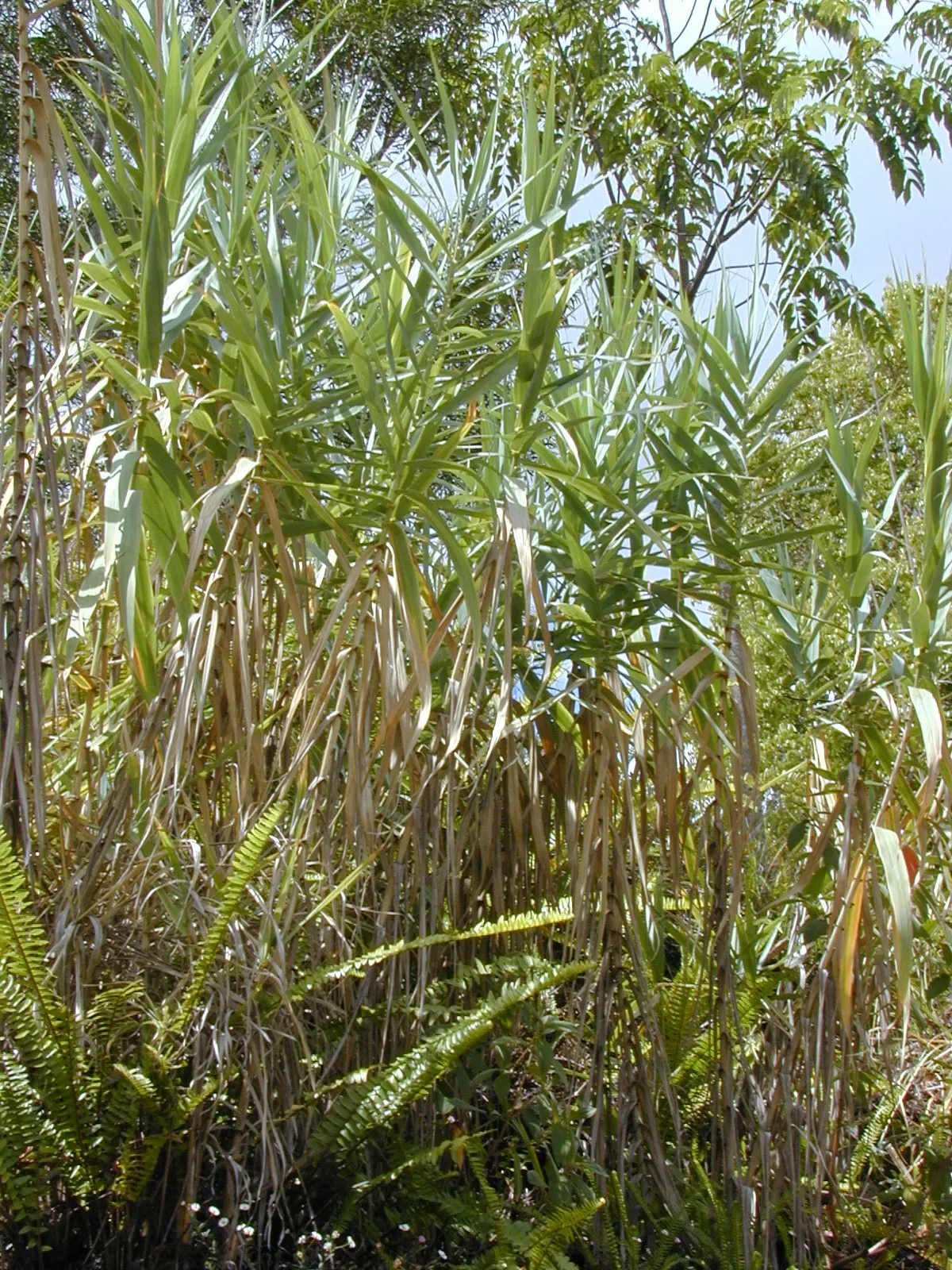 Giant Reed, Arundo Reed (Arundo Donax) — Known for its tall stature, this species can soar impressively to heights between 20 to 30 feet