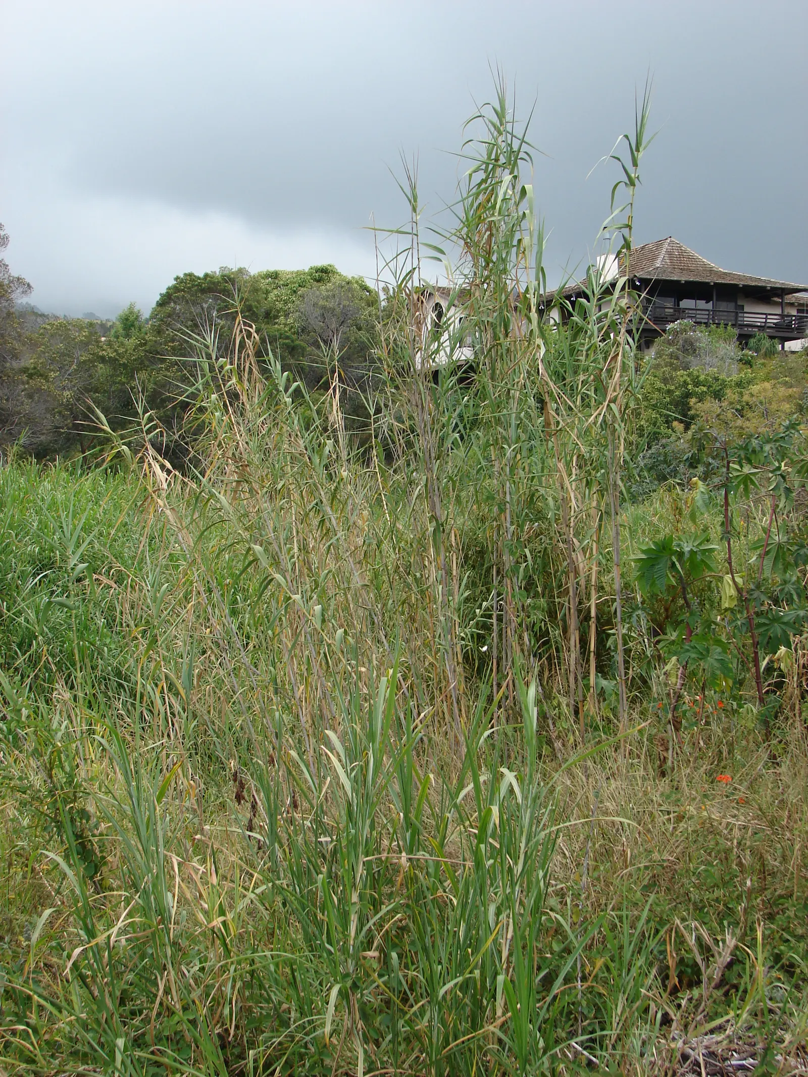 Giant Reed, Arundo Reed (Arundo Donax) — With its towering presence and lush foliage