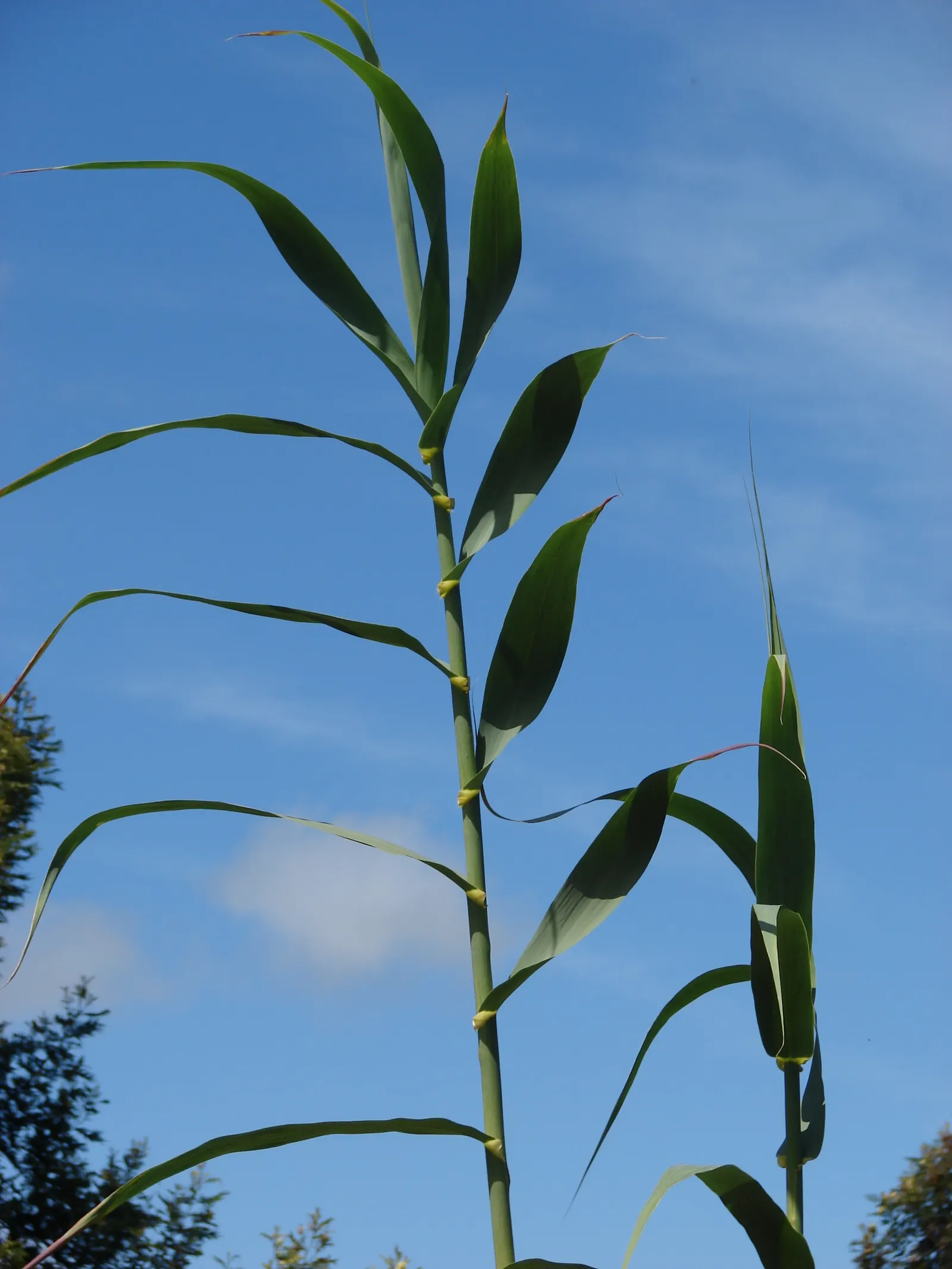 Giant Reed, Arundo Reed (Arundo Donax) — white flowers in the garden; known for its tall stature, this species can soar impressively to heights, image 73