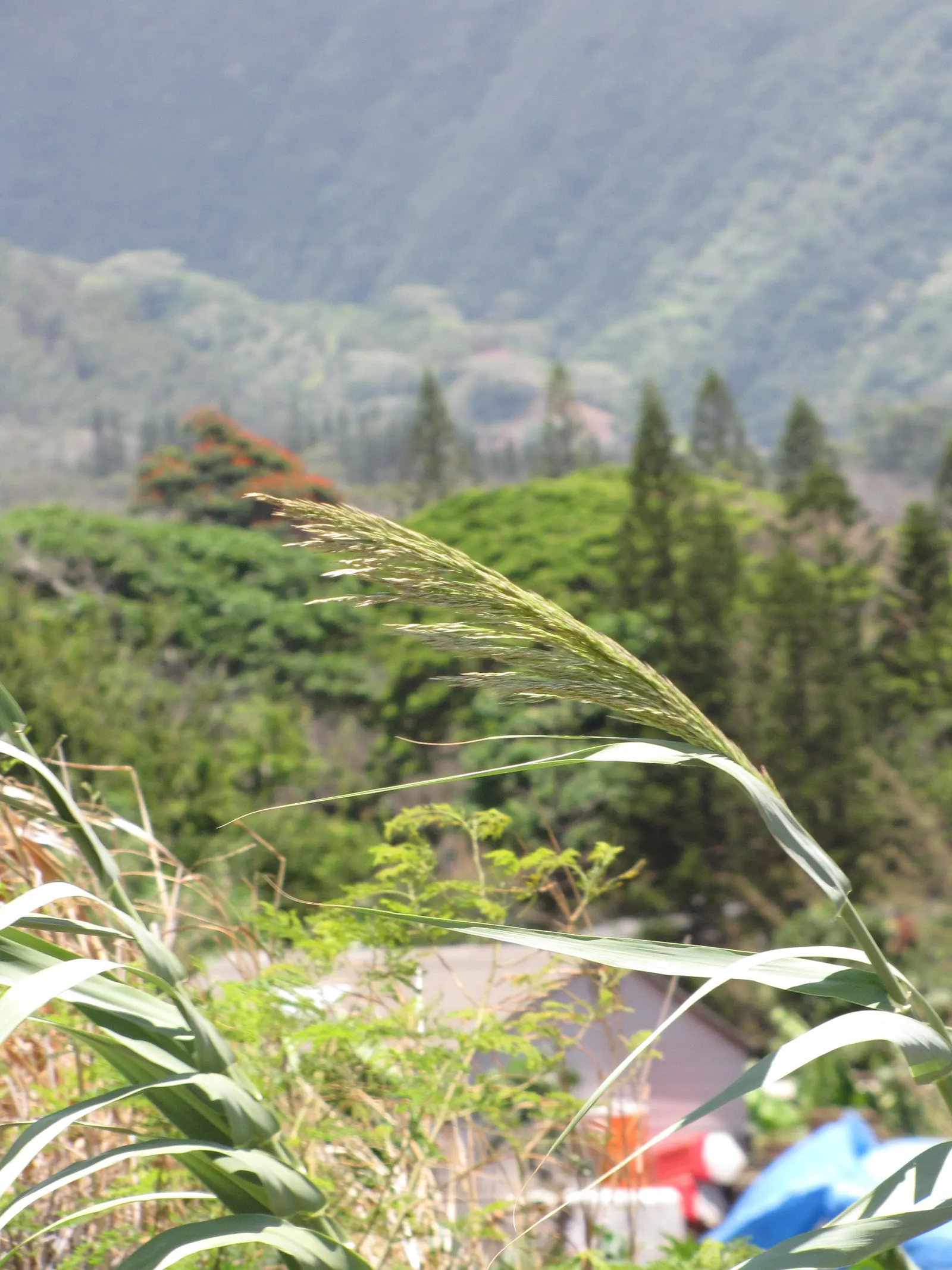 Giant Reed, Arundo Reed (Arundo Donax) — Note its invasive potential and consider responsible management practices