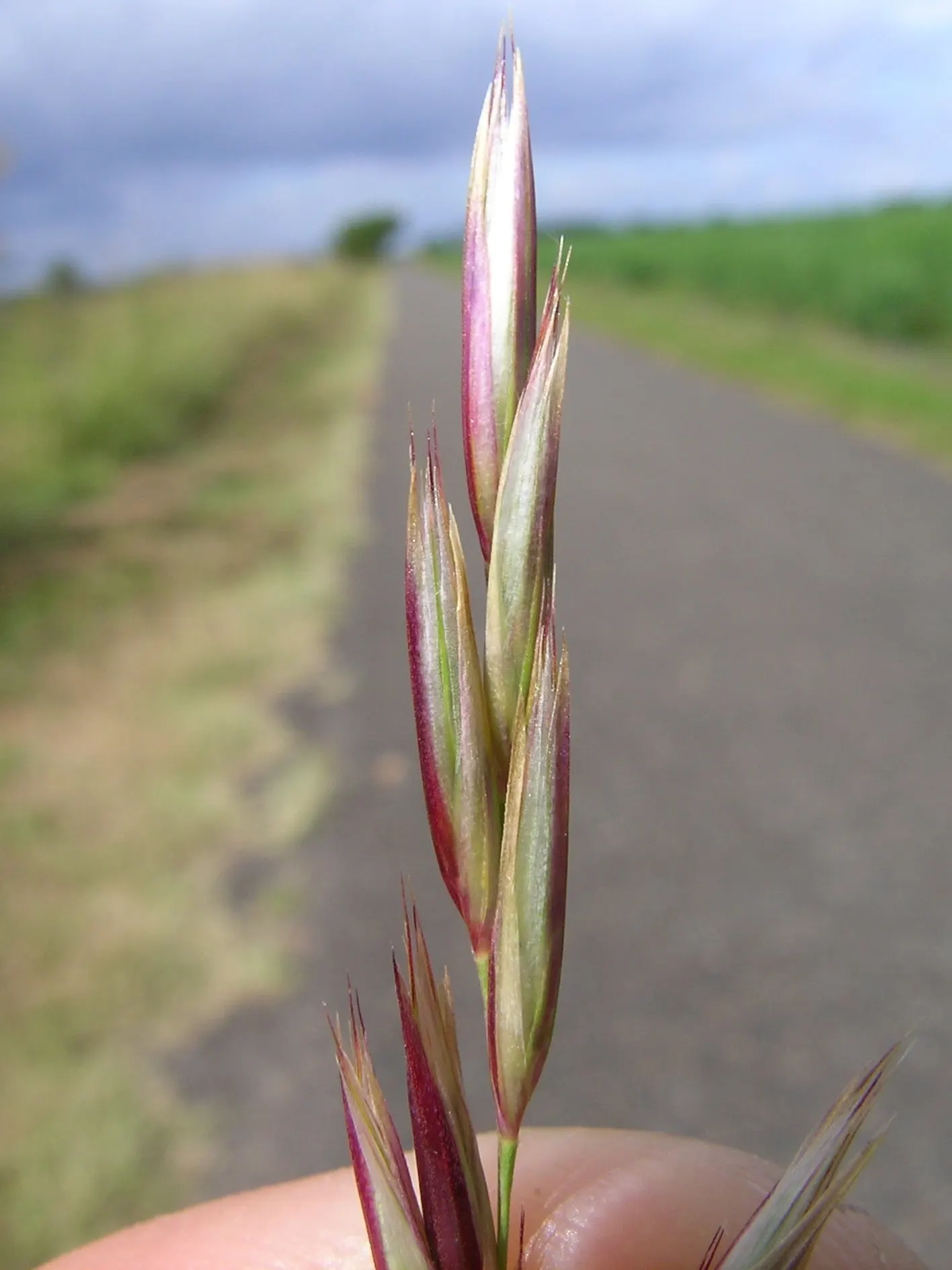 Giant Reed, Arundo Reed (Arundo Donax) — Note its invasive potential and consider responsible management practices; ornamental, image 56