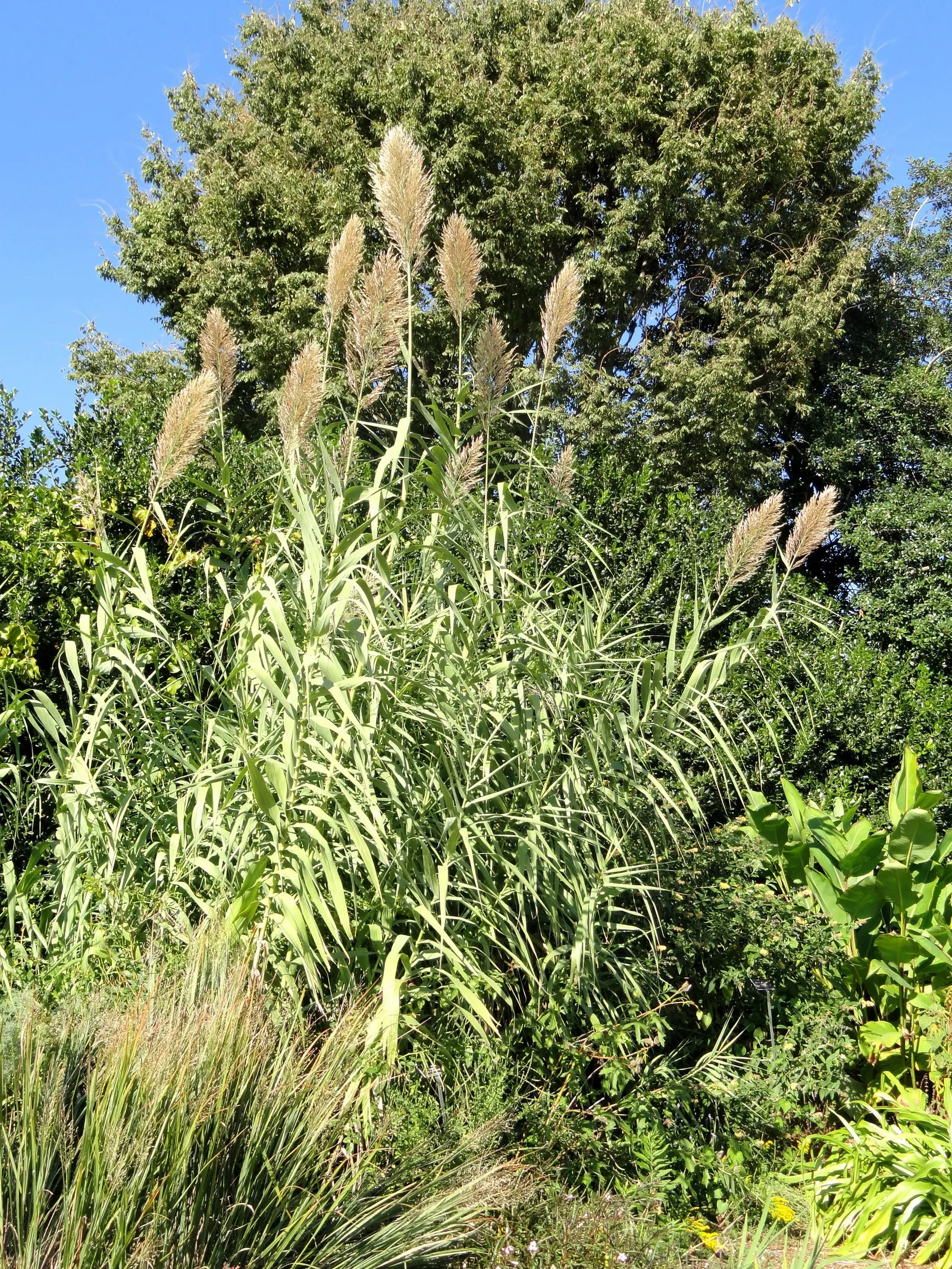Giant Reed, Arundo Reed (Arundo Donax) — Arundo donax provides a Mediterranean or tropical ambiance; or as a dramatic backdrop for water features