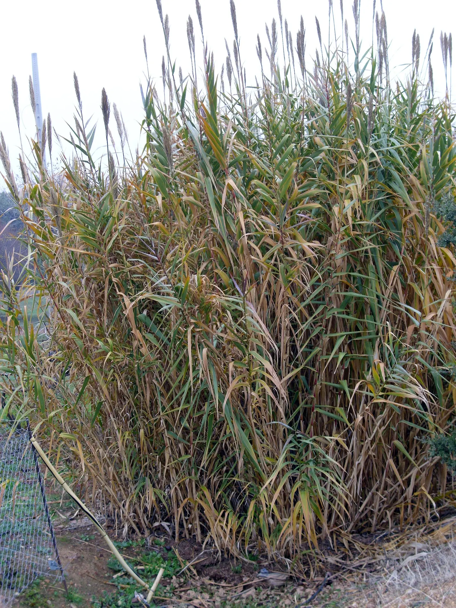 Giant Reed, Arundo Reed (Arundo Donax) — ornamental touch.<br><br>Adaptable to a range of soil types; with its towering presence and lush foliage