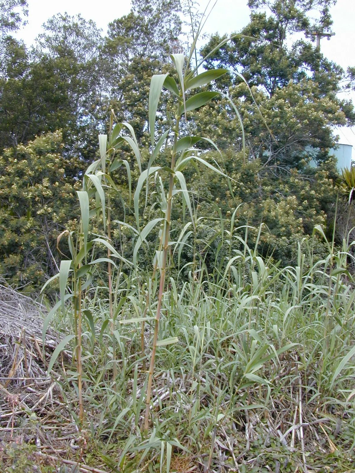 Giant Reed, Arundo Reed (Arundo Donax) — It forms dense stands with cane-like stems of 0.75 to 1 inch in diameter; in late summer to early fall, image 77