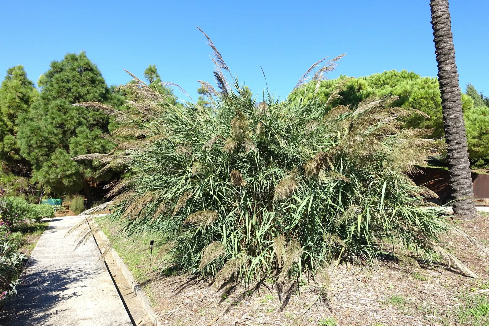 Giant Reed, Arundo Reed (Arundo Donax) — this reed thrives in full sun and moist soil; grass for full or half