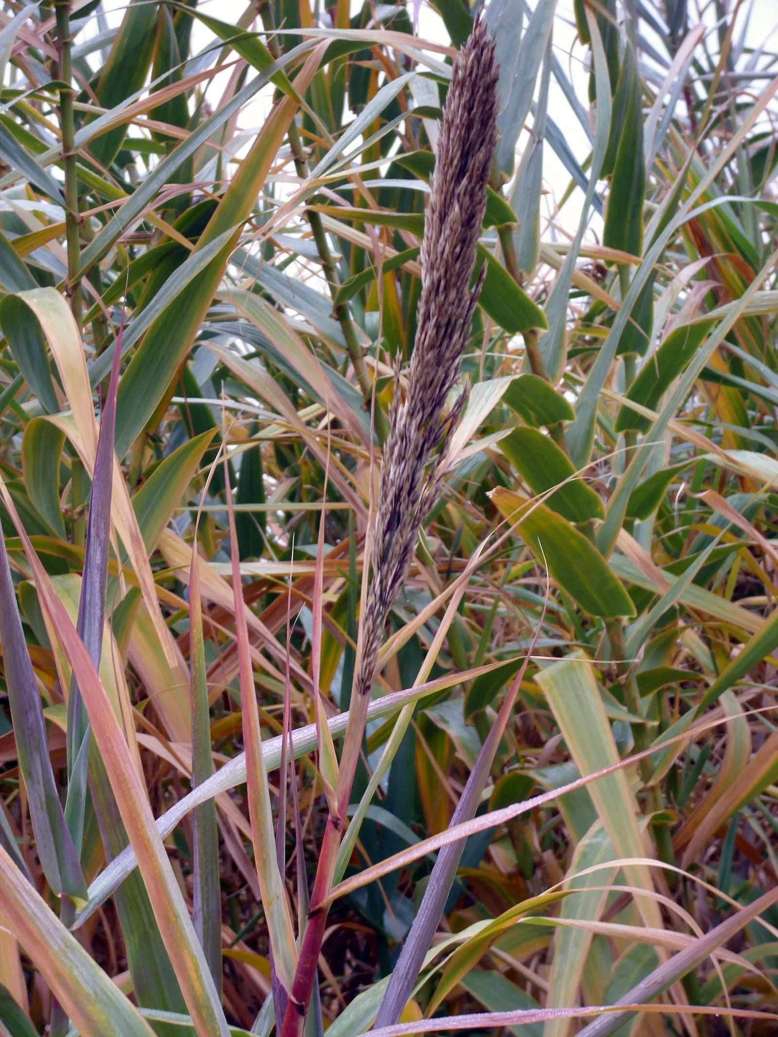 Giant Reed, Arundo Reed (Arundo Donax) — In late summer to early fall; grass with white blooms