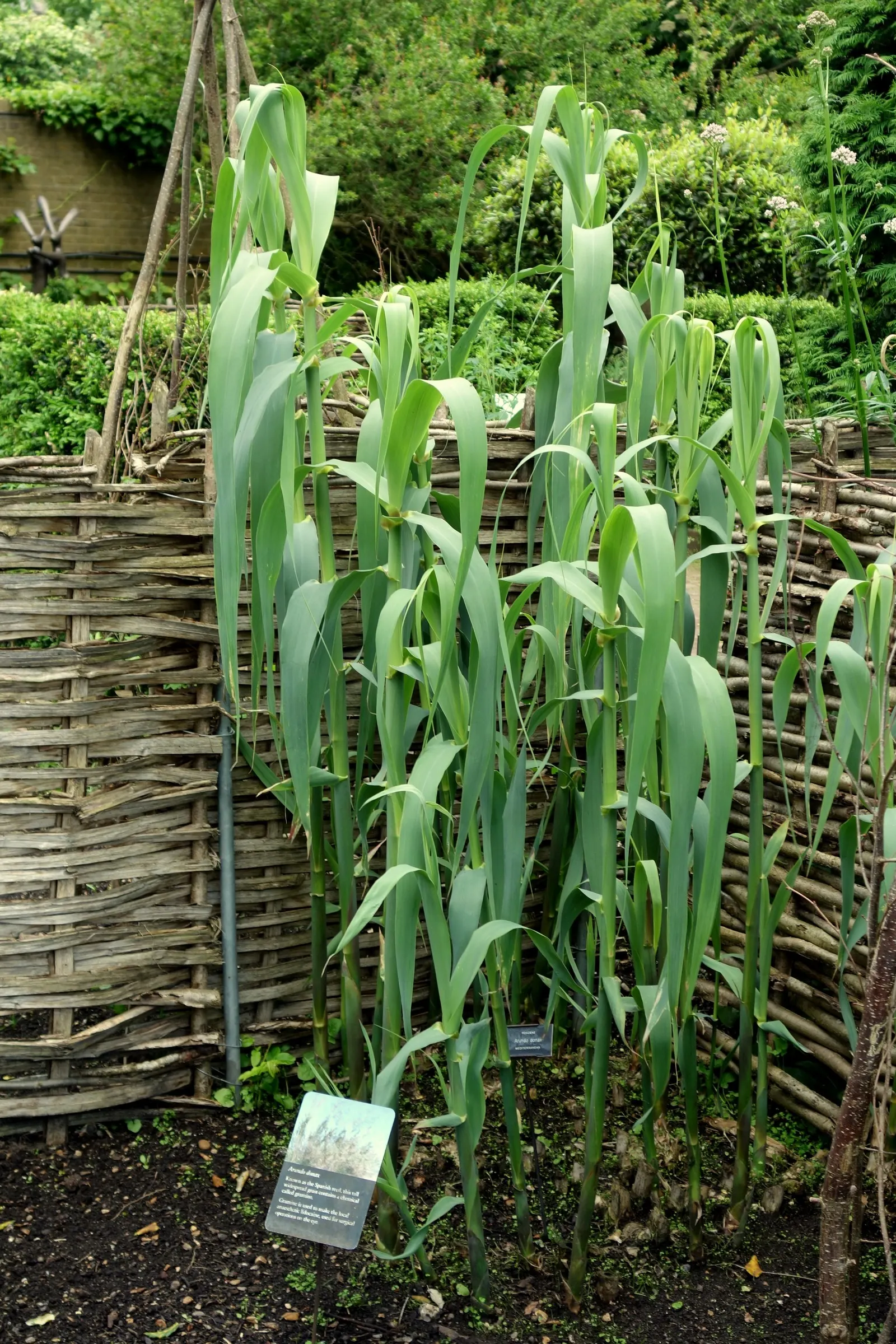 Giant Reed, Arundo Reed (Arundo Donax) — lanceolate leaves up to 24 inches long
