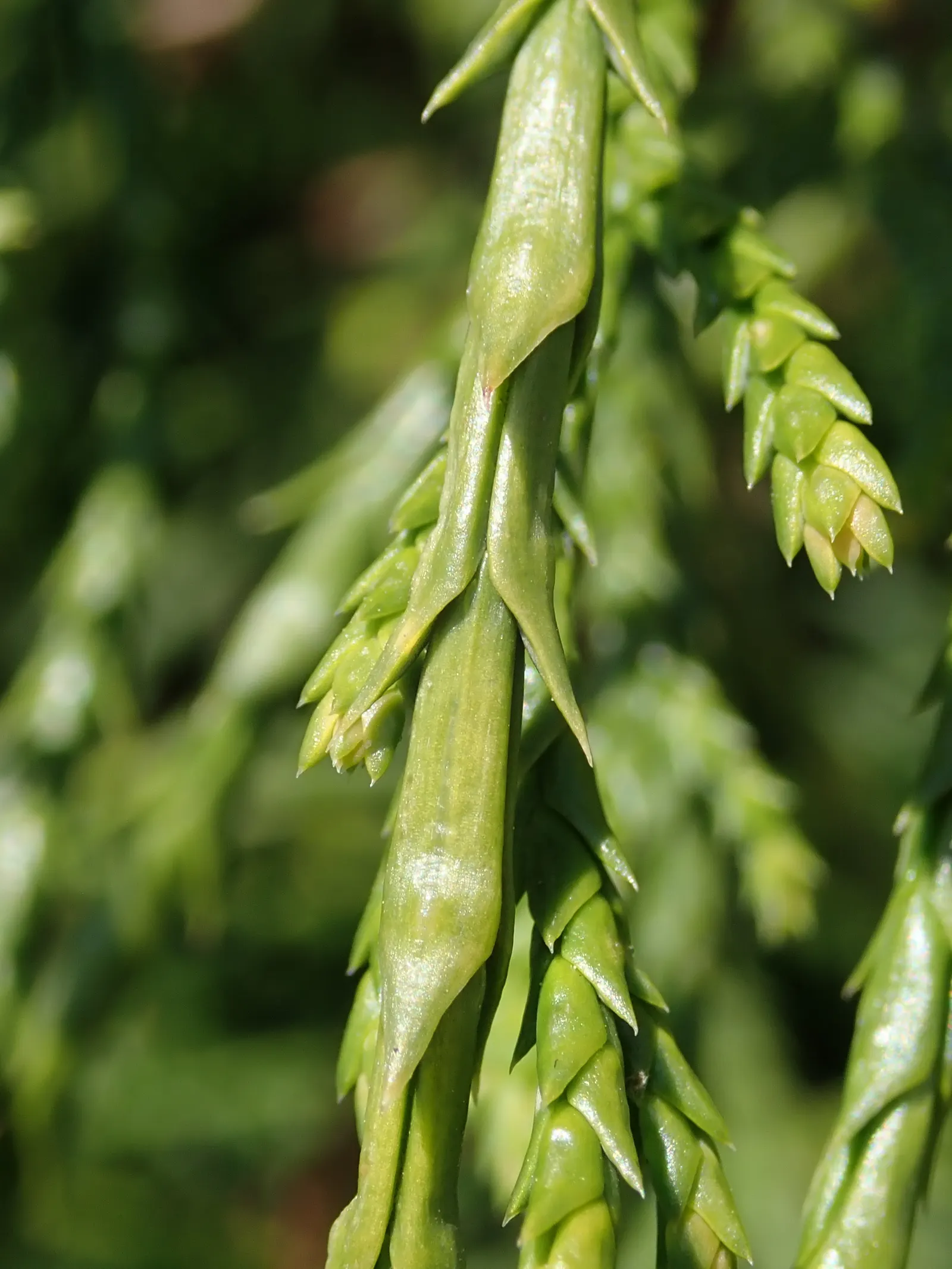 Dwarf Threadleaf Cypress (Chamaecyparis Pisifera 'Golden Mop') — and though it is drought-tolerant once established