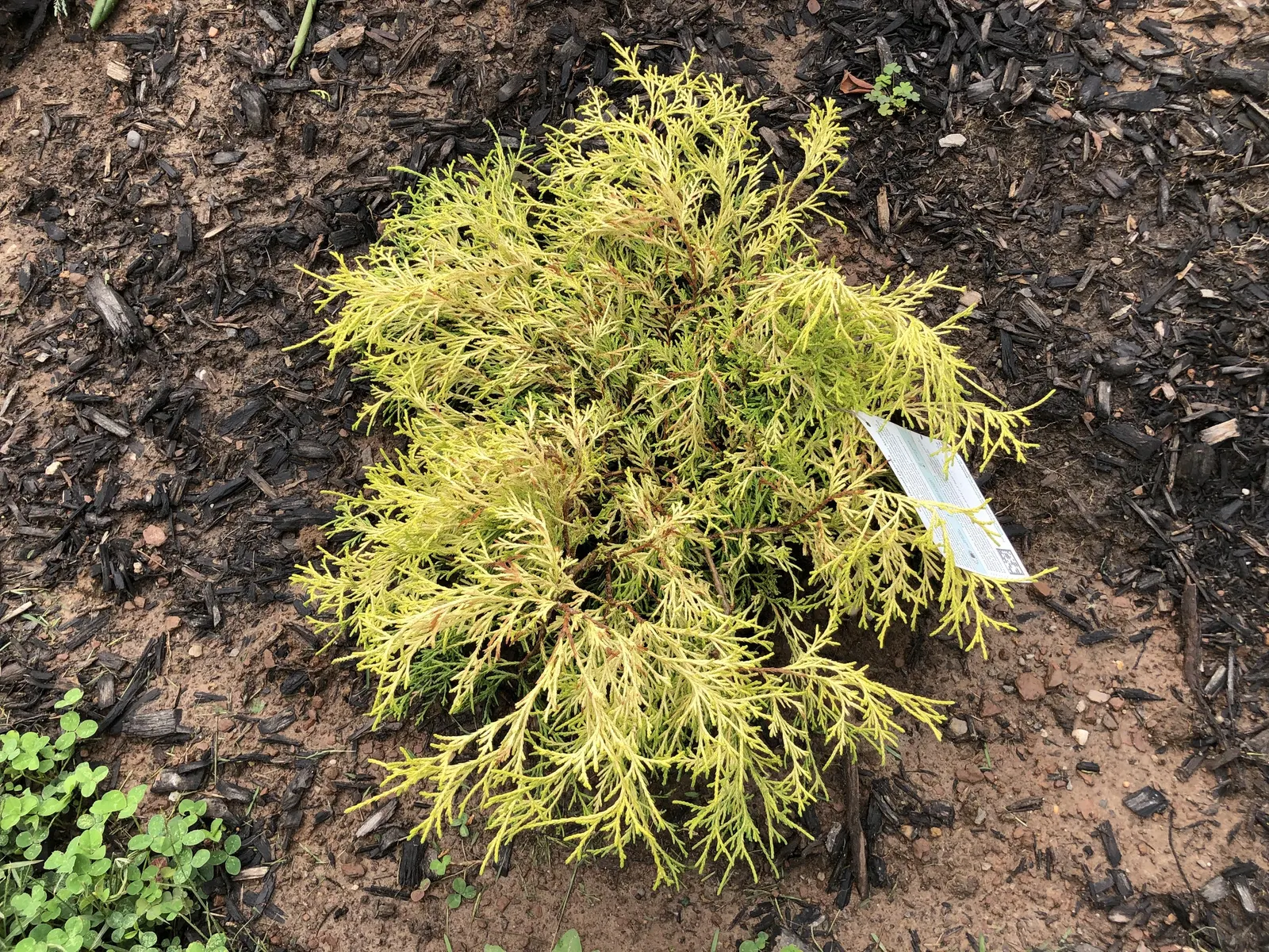 Dwarf Threadleaf Cypress (Chamaecyparis Pisifera 'Golden Mop') — The Chamaecyparis pisifera 'Golden Mop,' commonly referred to as the Dwarf, image 29