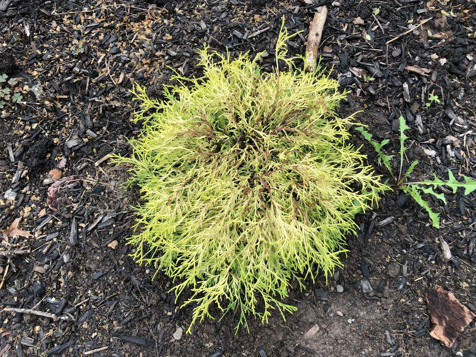 Dwarf Threadleaf Cypress (Chamaecyparis Pisifera 'Golden Mop') — the Golden Mop maintains its bright color best in sunny conditions