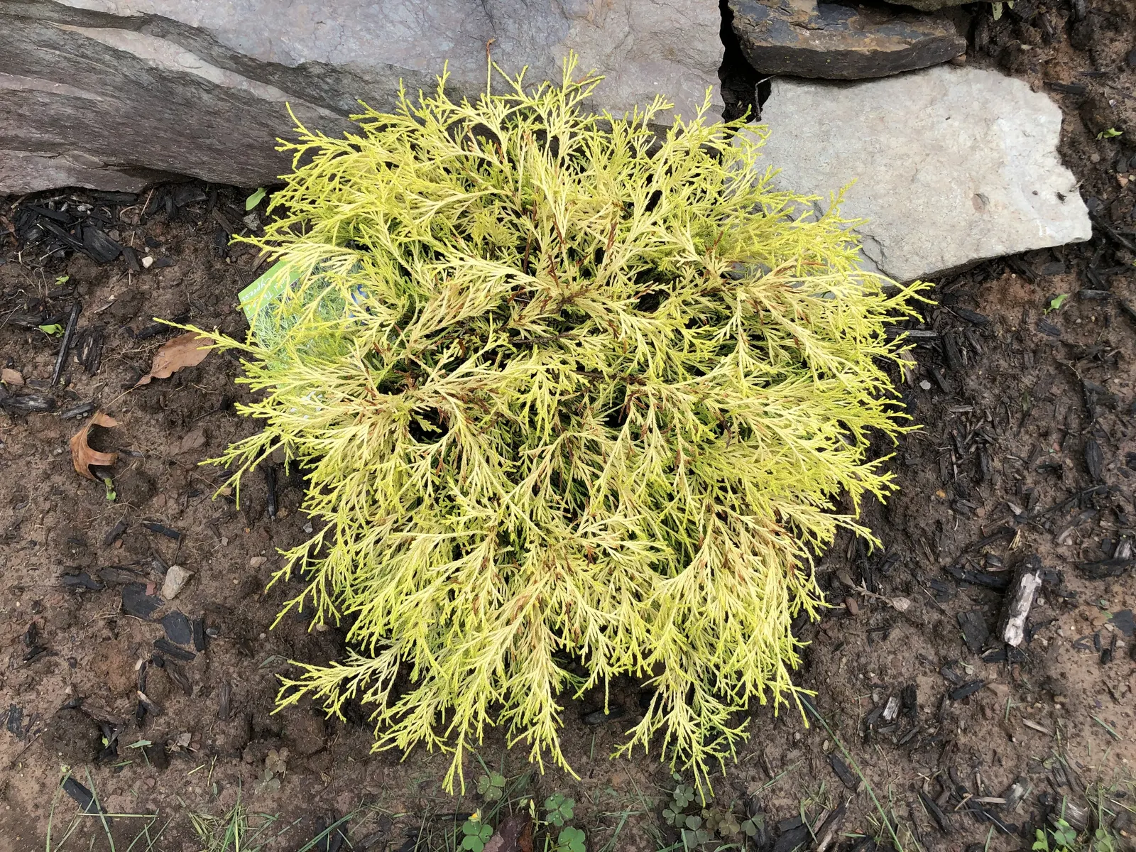 Dwarf Threadleaf Cypress (Chamaecyparis Pisifera 'Golden Mop') — occasional pruning can help maintain its shape and encourage denser foliage