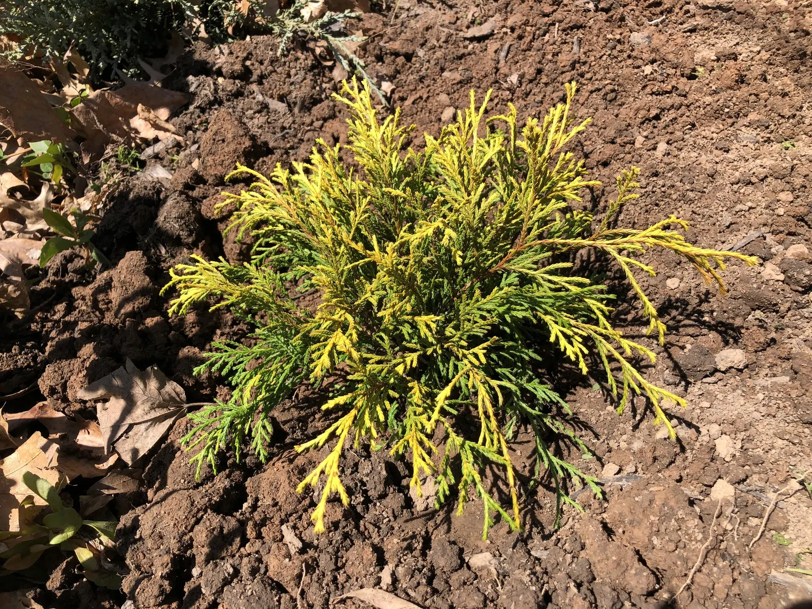 Dwarf Threadleaf Cypress (Chamaecyparis Pisifera 'Golden Mop') — It flourishes in USDA hardiness zones 4 through 8, image 35