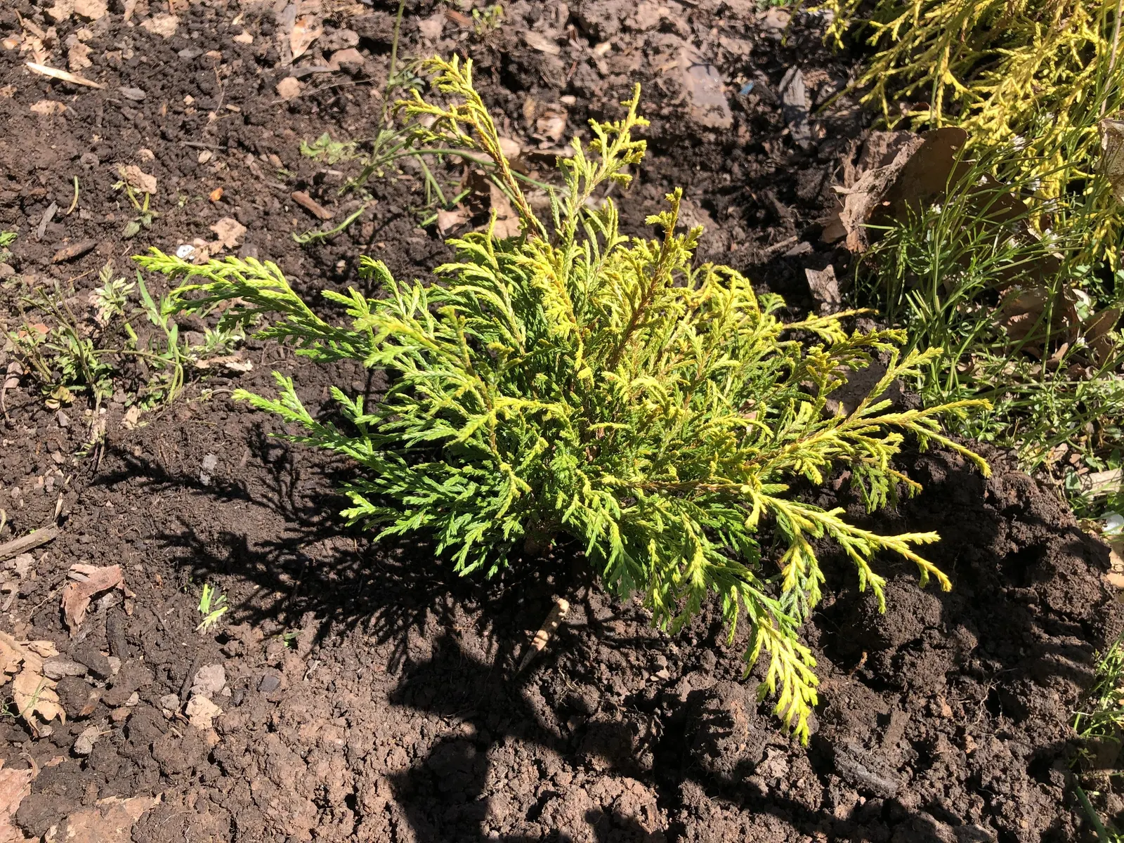 Dwarf Threadleaf Cypress (Chamaecyparis Pisifera 'Golden Mop') — growing at a slow rate of approximately 3 to 6 inches per year; allowing its naturally mounded