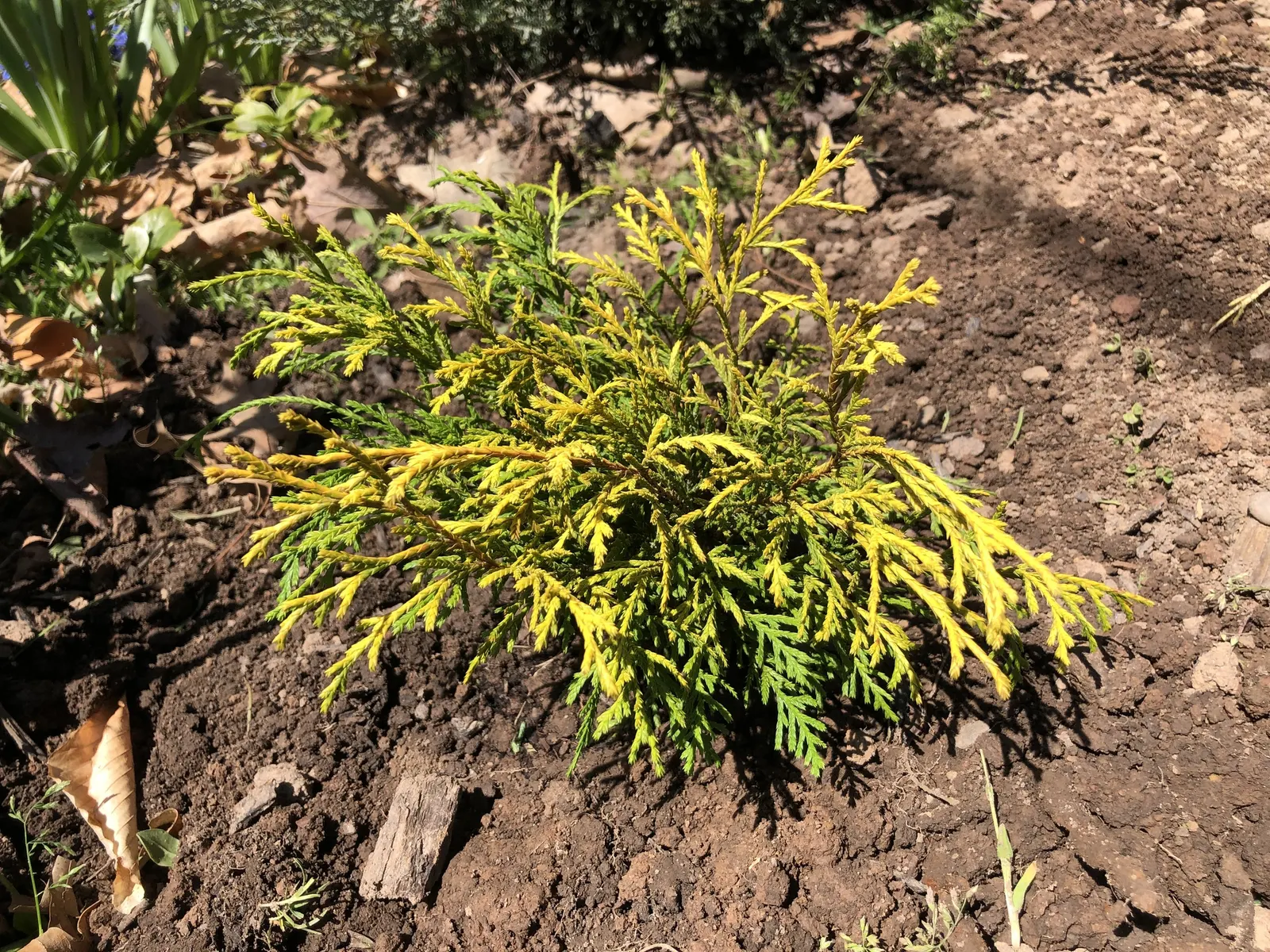 Dwarf Threadleaf Cypress (Chamaecyparis Pisifera 'Golden Mop') — indicating its resilience to a wide range of climates.<br><br>Preferring full sun, image 36
