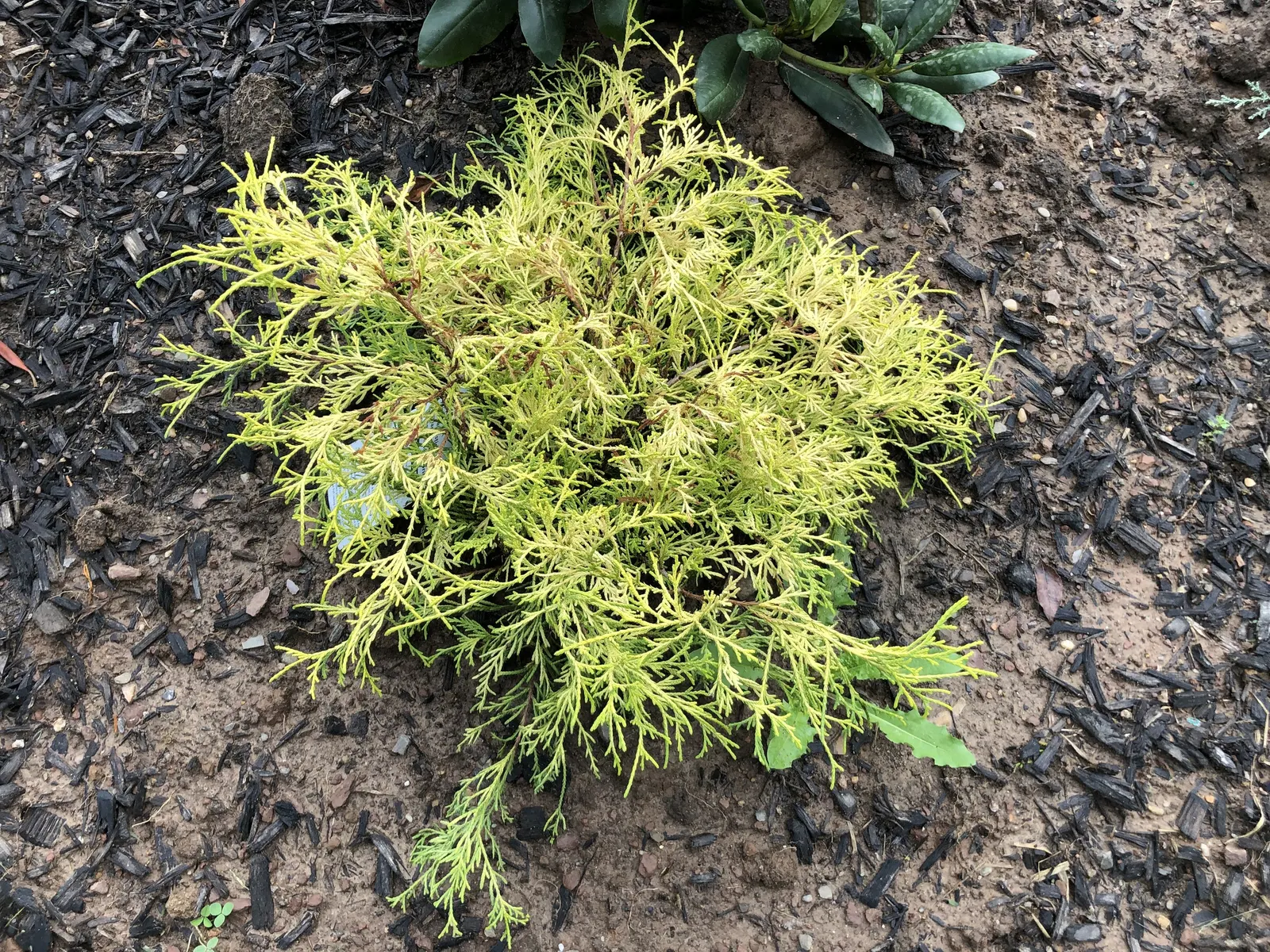 Dwarf Threadleaf Cypress (Chamaecyparis Pisifera 'Golden Mop') — Minimal pruning is needed; making it ideal for small gardens or accent features