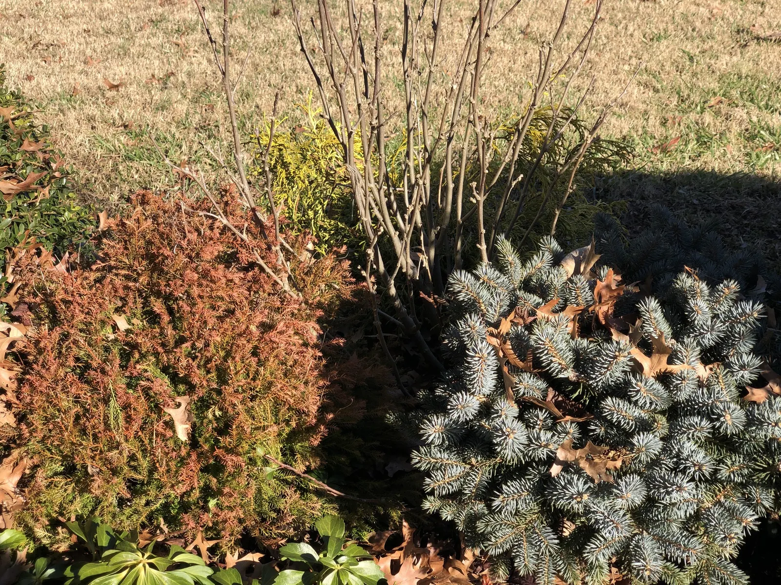 Dwarf Threadleaf Cypress (Chamaecyparis Pisifera 'Golden Mop') — This slow-growing evergreen reaches 3-5 feet in height and width; minimal pruning is needed