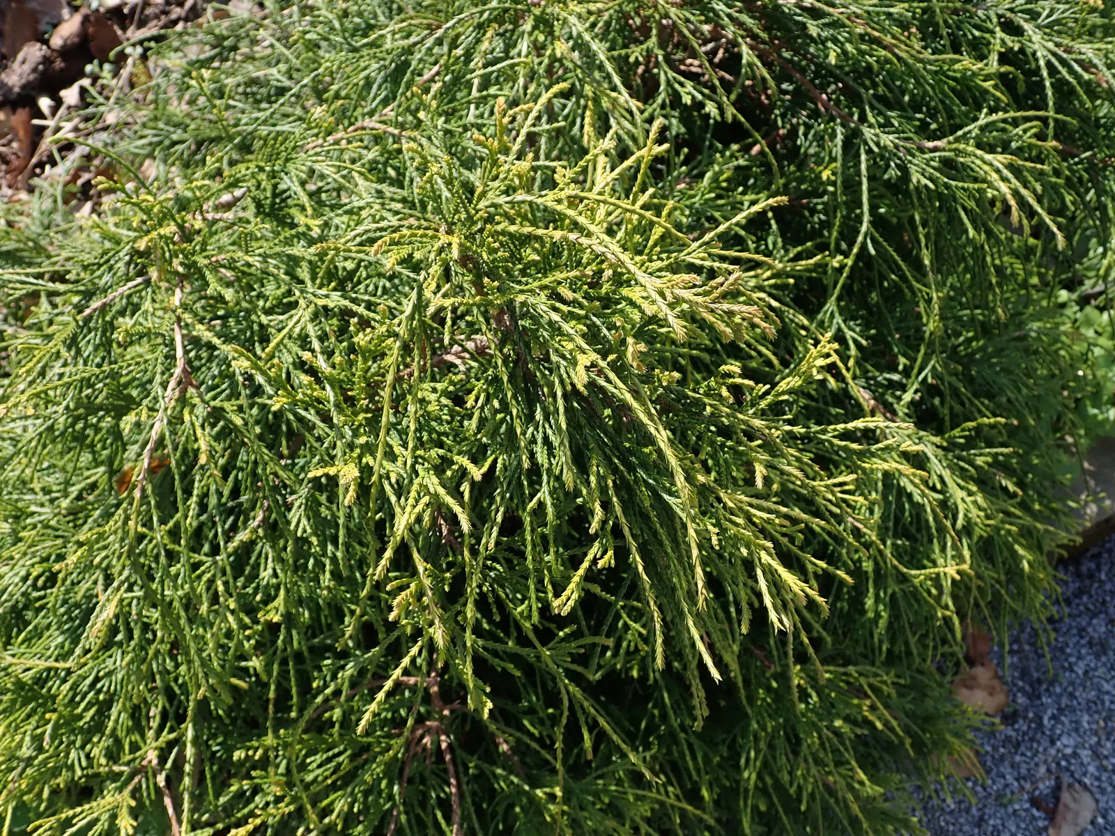 Dwarf Threadleaf Cypress (Chamaecyparis Pisifera 'Golden Mop') — the Golden Mop Cypress reaches a modest height of 3 to 5 feet and spreads equally wide