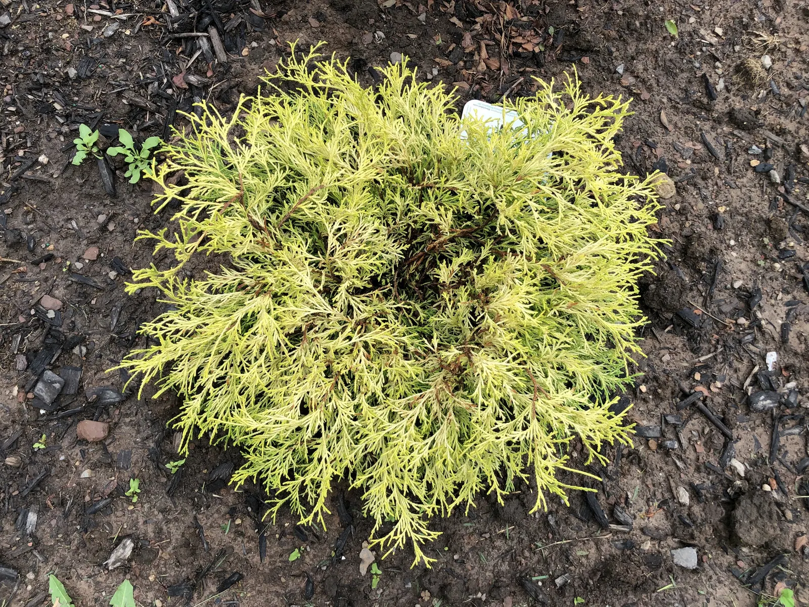 Dwarf Threadleaf Cypress (Chamaecyparis Pisifera 'Golden Mop') — making it ideal for small gardens or accent features; growing at a slow rate of approximately