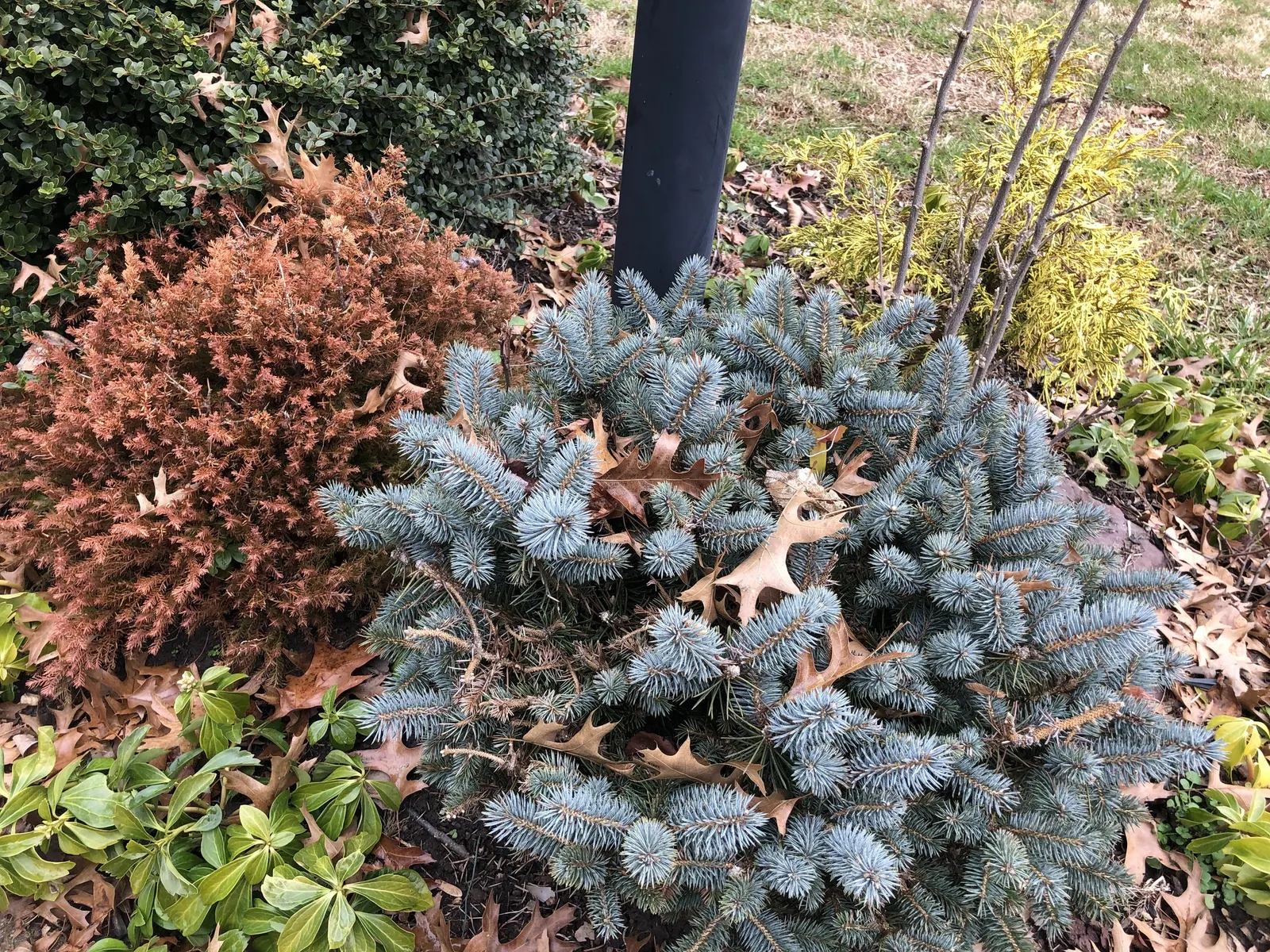 Dwarf Threadleaf Cypress (Chamaecyparis Pisifera 'Golden Mop') — indicating its resilience to a wide range of climates.<br><br>Preferring full sun to partial