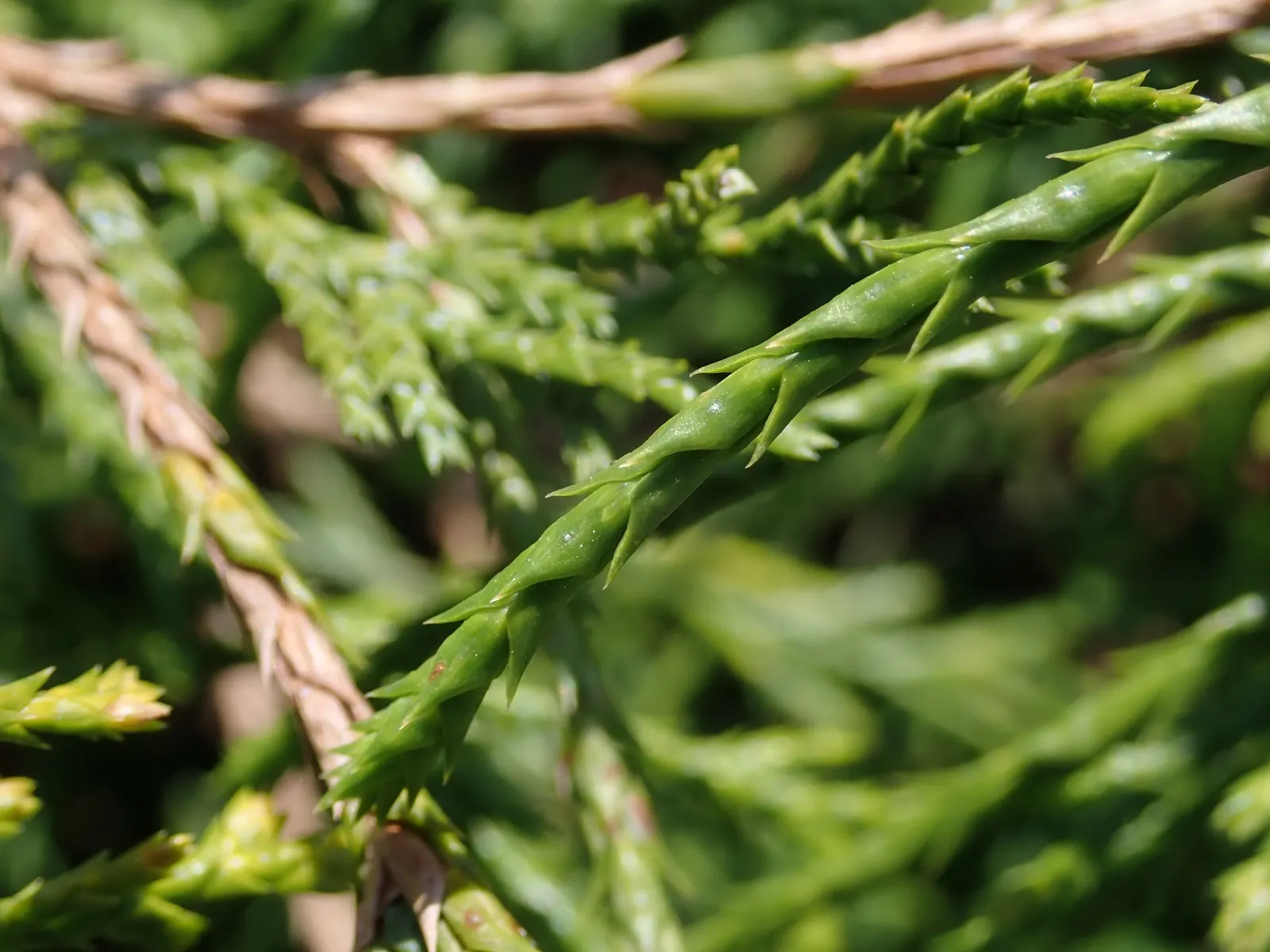 Dwarf Threadleaf Cypress (Chamaecyparis Pisifera 'Golden Mop') — gracefully arching leaves
