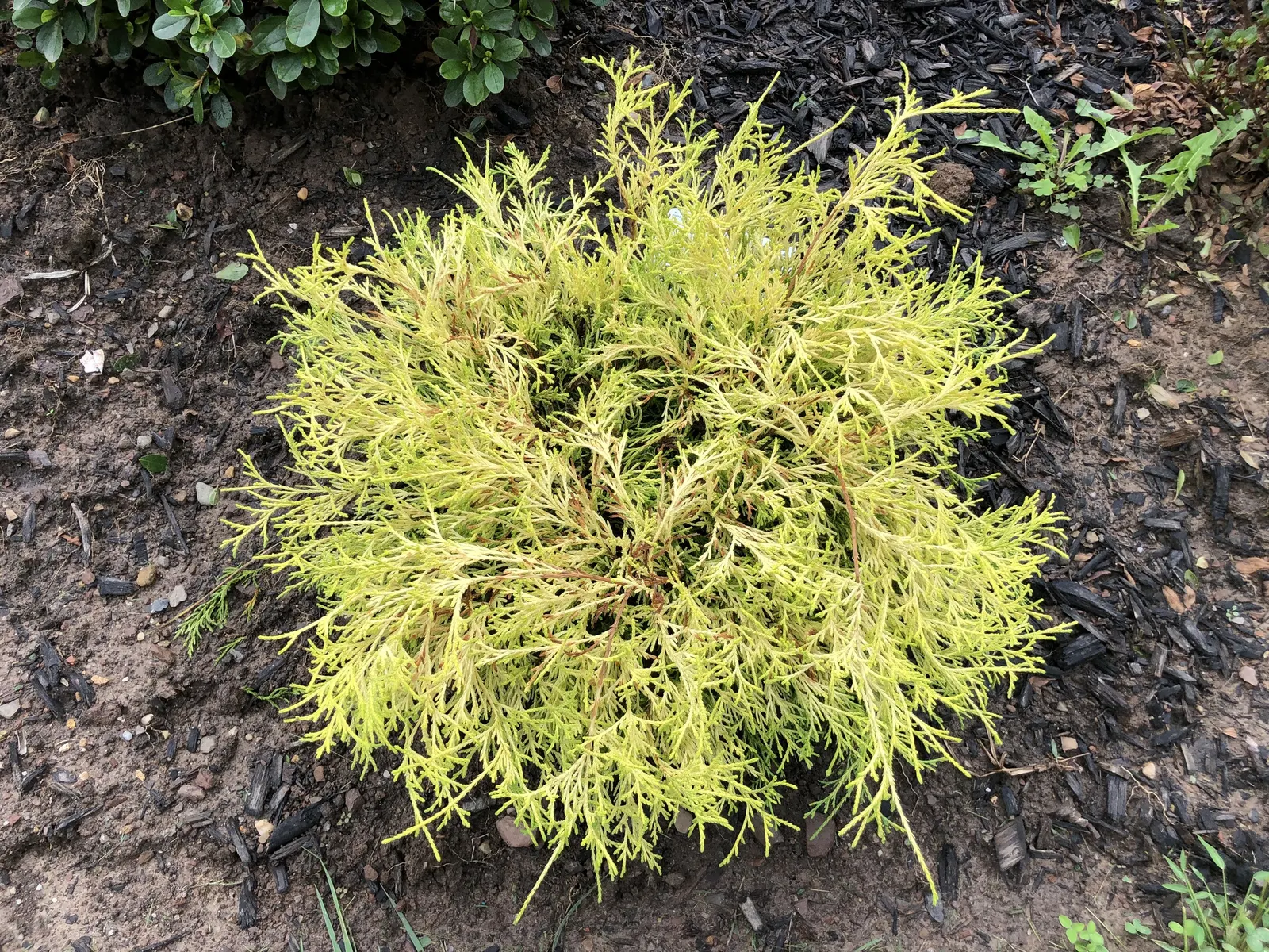 Dwarf Threadleaf Cypress (Chamaecyparis Pisifera 'Golden Mop') — conifer / shrub for full