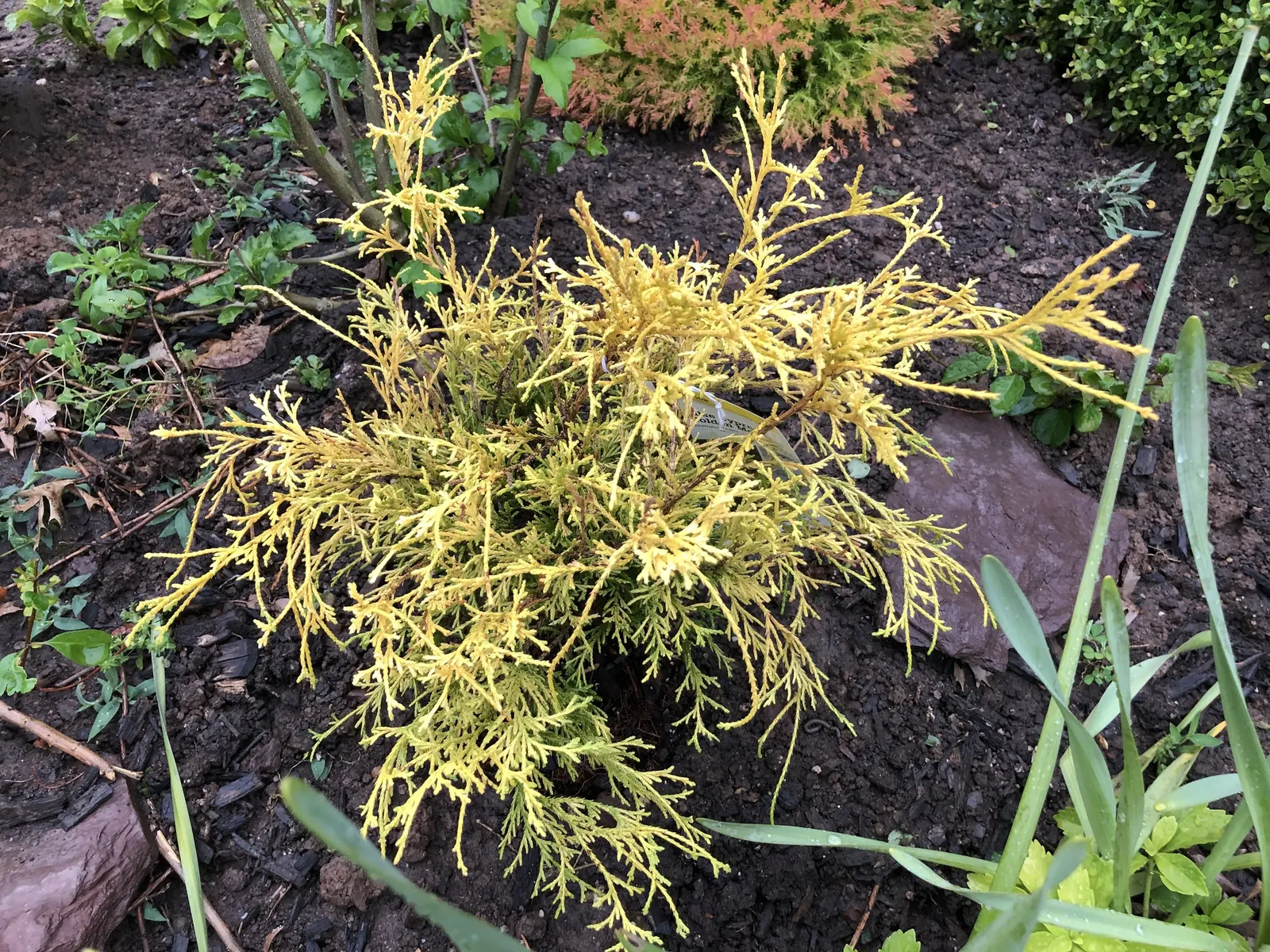 Dwarf Threadleaf Cypress (Chamaecyparis Pisifera 'Golden Mop') — the Golden Mop maintains its bright color best in sunny conditions; hardy in zones 4-8, it