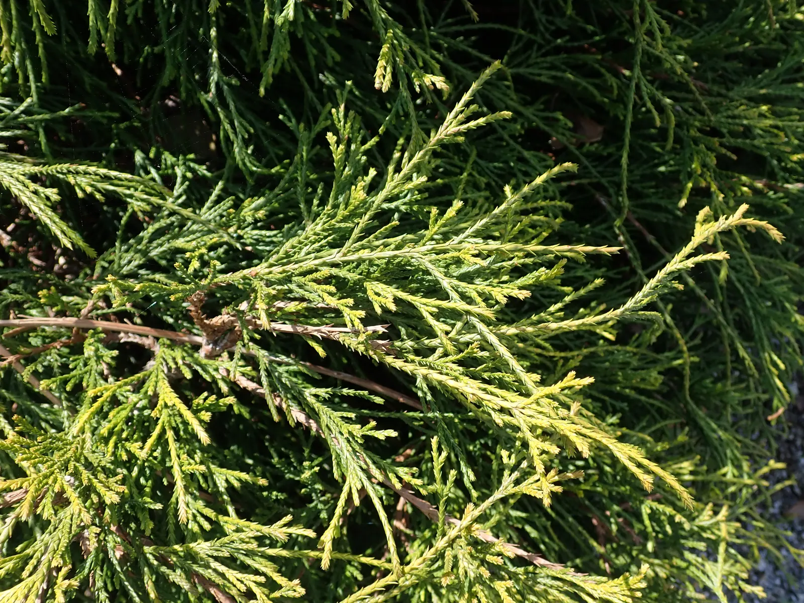 Dwarf Threadleaf Cypress (Chamaecyparis Pisifera 'Golden Mop') — The plant requires well-drained soil