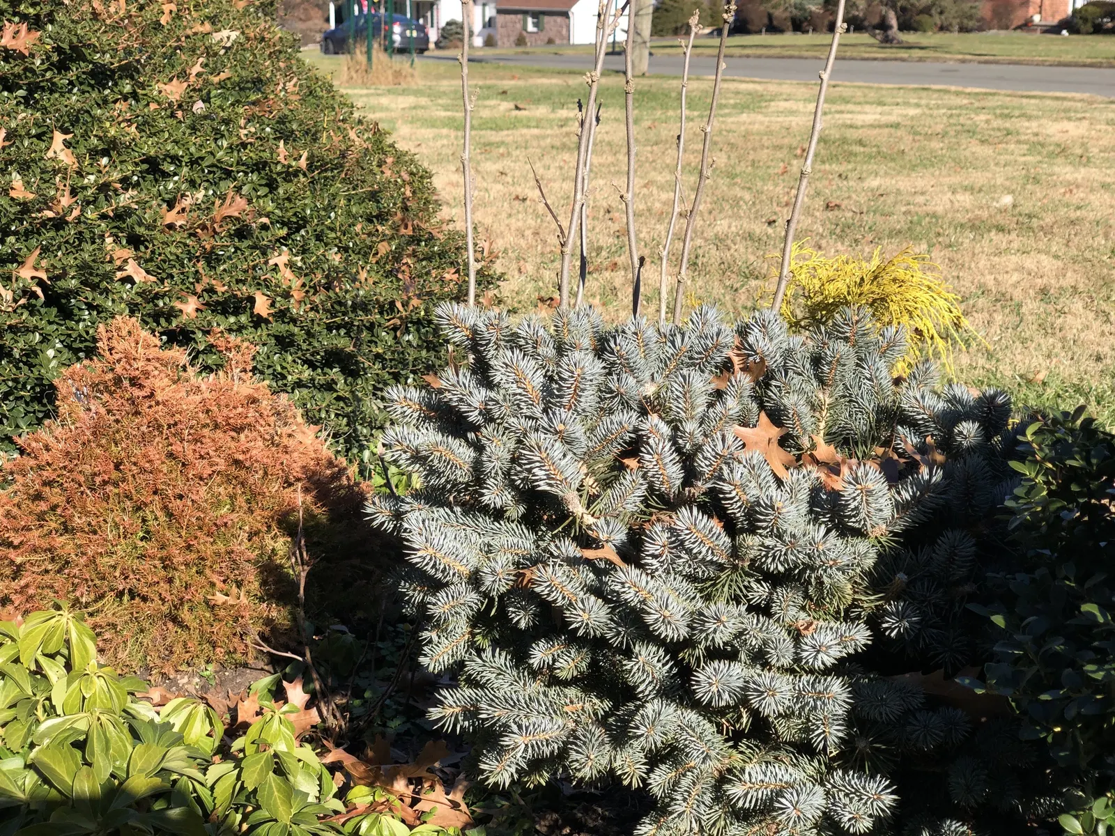 Dwarf Threadleaf Cypress (Chamaecyparis Pisifera 'Golden Mop') — allowing its naturally mounded shape to add texture and year-round interest to landscapes