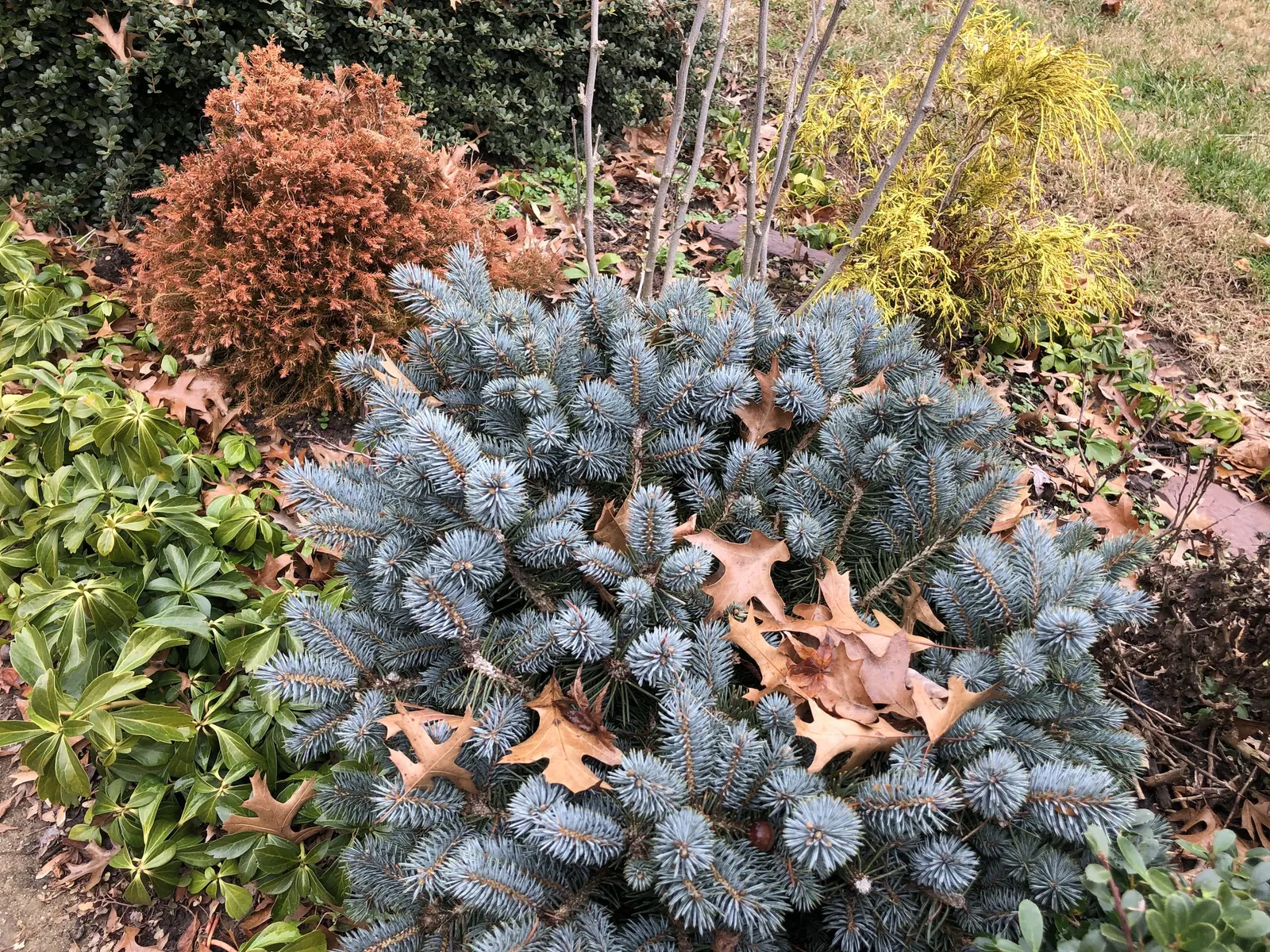 Dwarf Threadleaf Cypress (Chamaecyparis Pisifera 'Golden Mop') — Hardy in zones 4-8, it thrives in full sun to partial shade and prefers well-drained soil