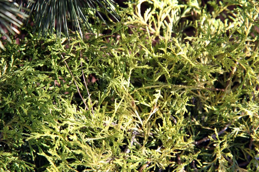 Dwarf Threadleaf Cypress (Chamaecyparis Pisifera 'Golden Mop') — making it ideal for small gardens or accent features