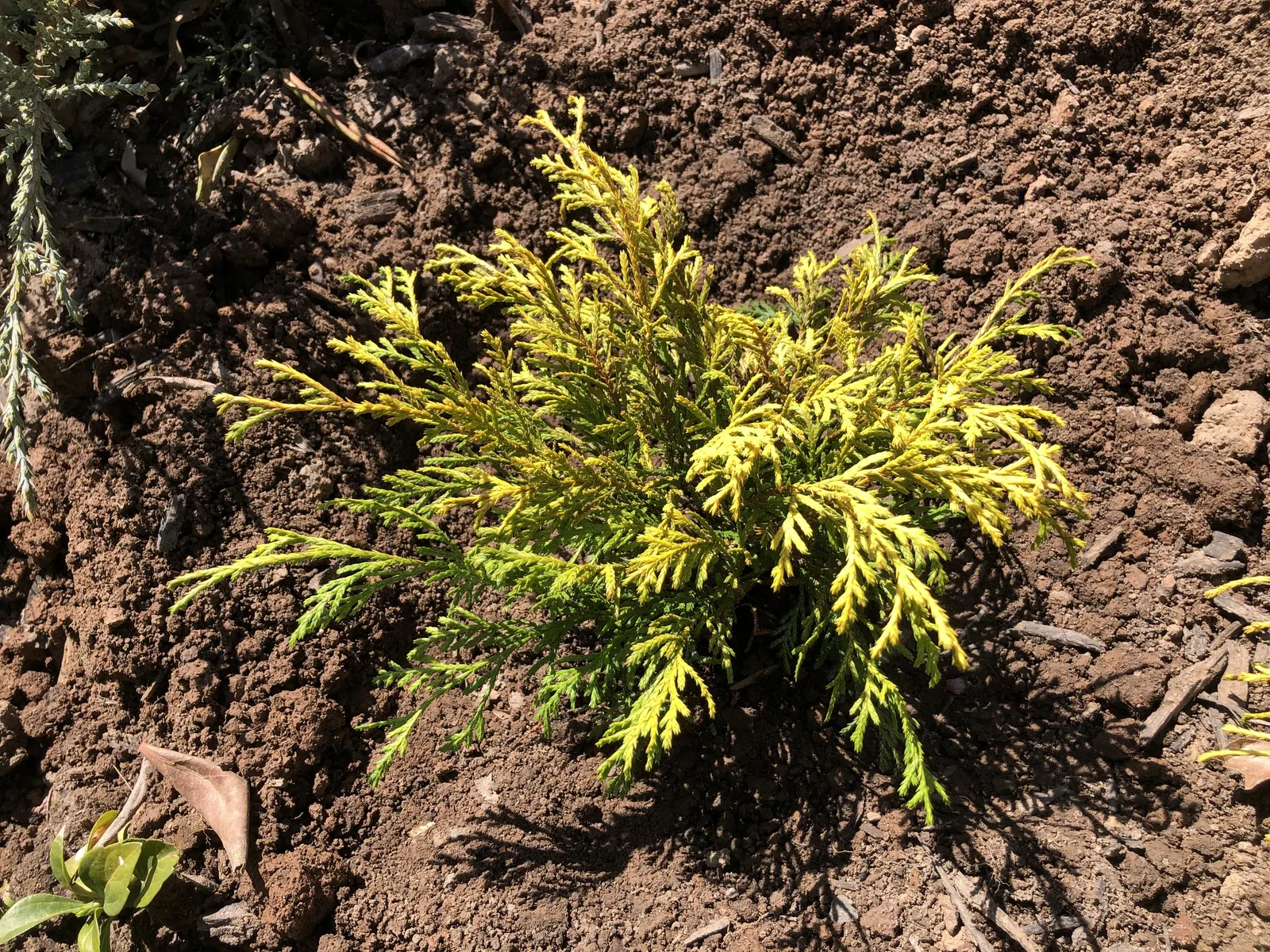 Dwarf Threadleaf Cypress (Chamaecyparis Pisifera 'Golden Mop') — The plant requires well-drained soil; the Golden Mop Cypress reaches a modest height of 3 to 5